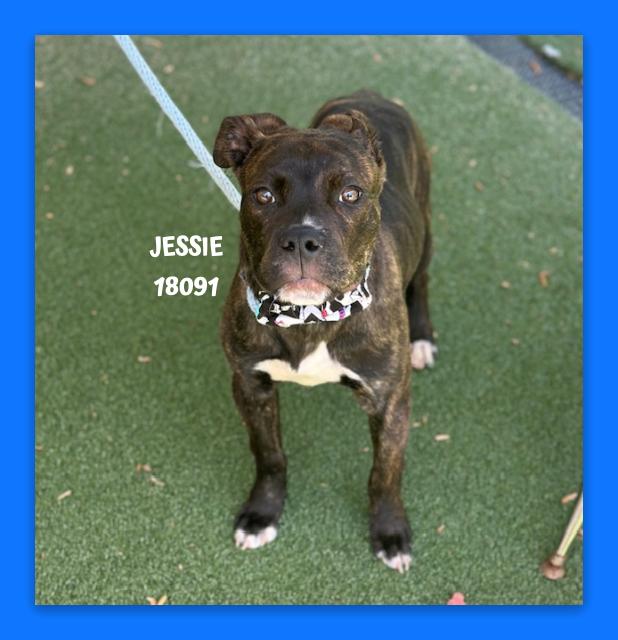 Enlarge JESSIE, an adopted mixed breed in Marietta, GA image 3/4