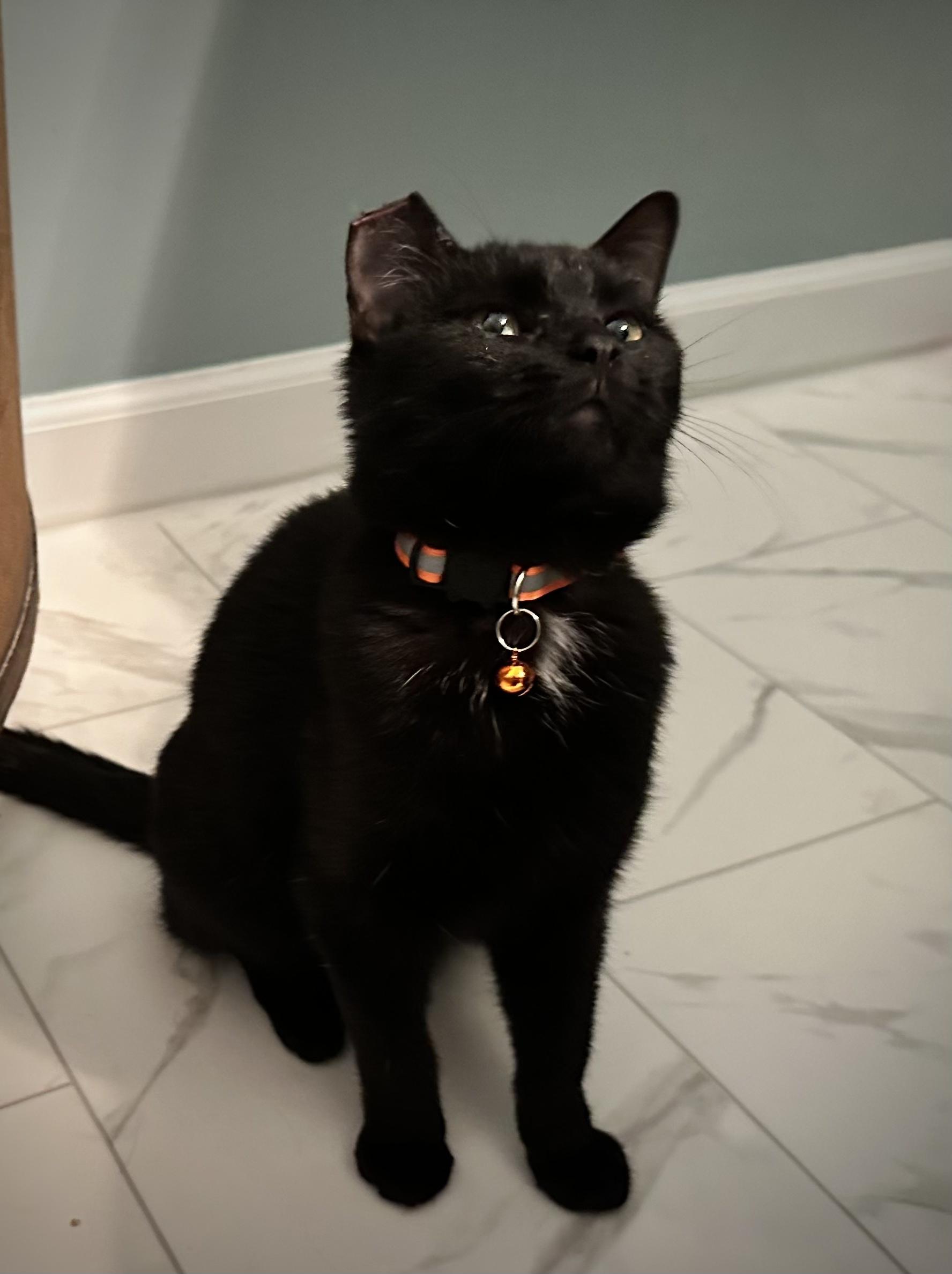 Blackie, a Adoptable Domestic Short Hair in Unionville, MO image 2/2