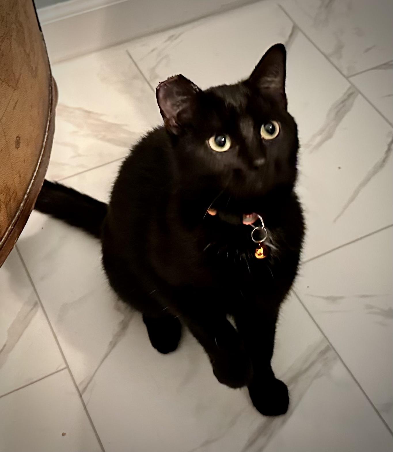 Blackie, Adoptable, Young Female Domestic Short Hair.