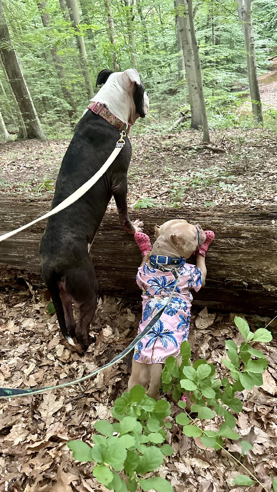 Enlarge McNugget, a Adoptable American Bully in Landenberg, PA image 9/10