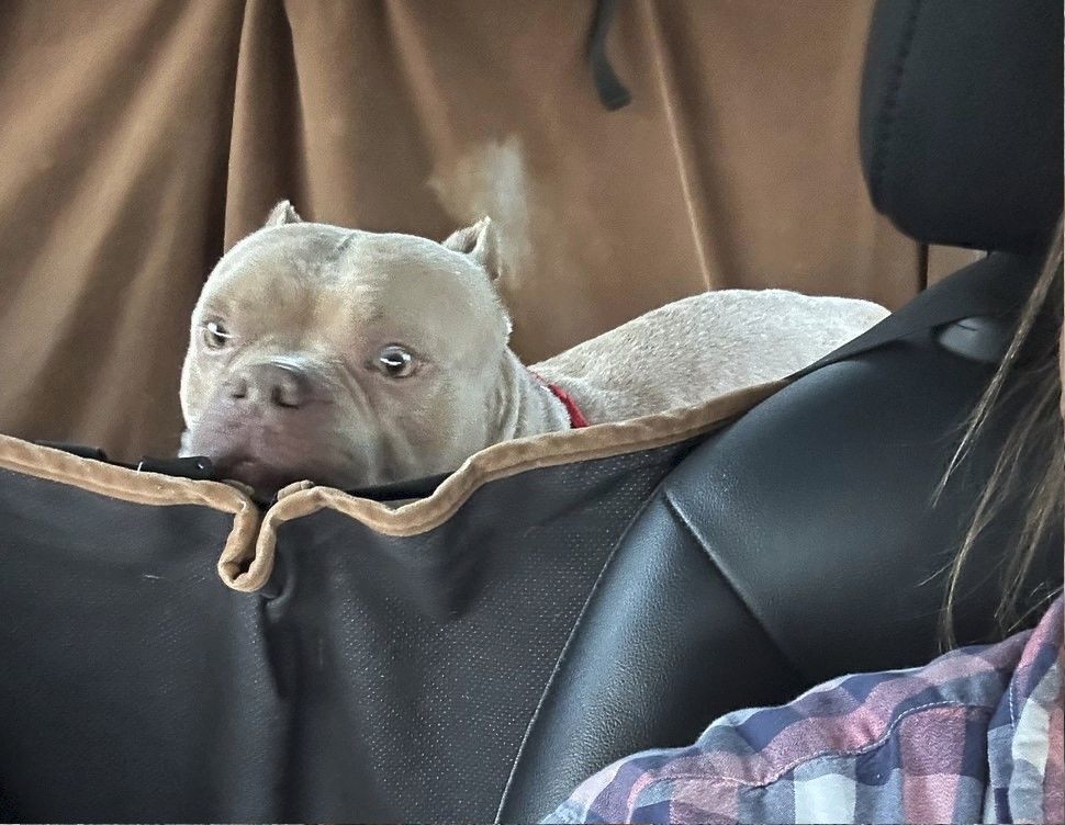 Enlarge McNugget, a Adoptable American Bully in Landenberg, PA image 6/10