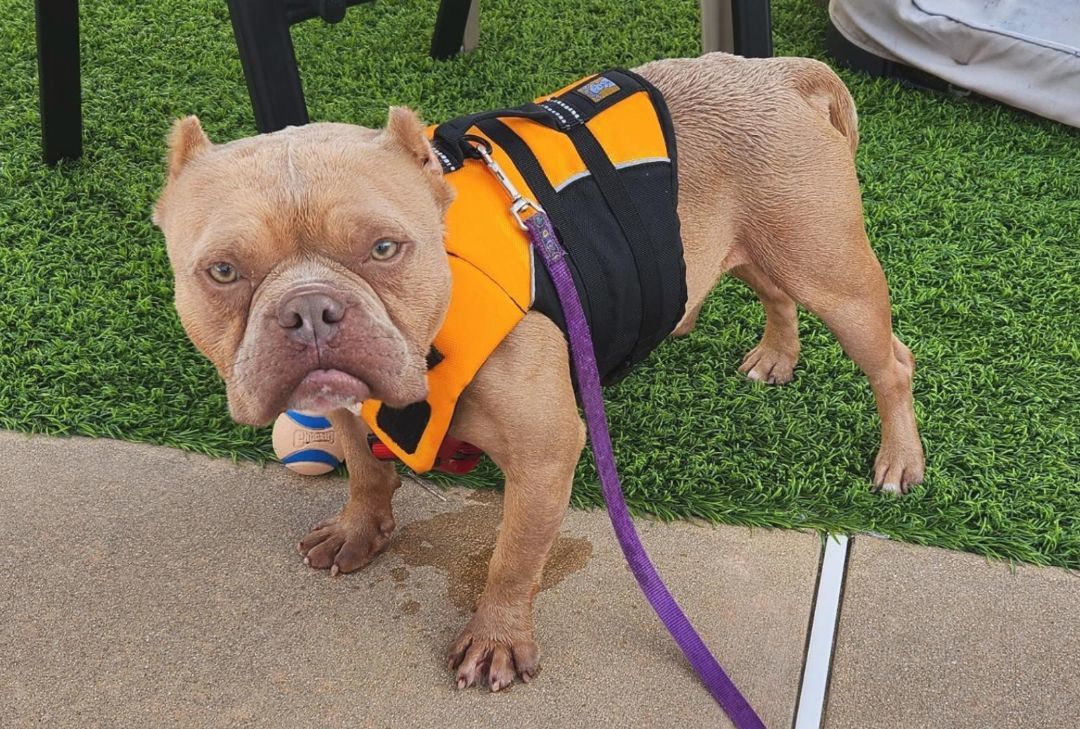 Enlarge McNugget, a Adoptable American Bully in Landenberg, PA image 7/10