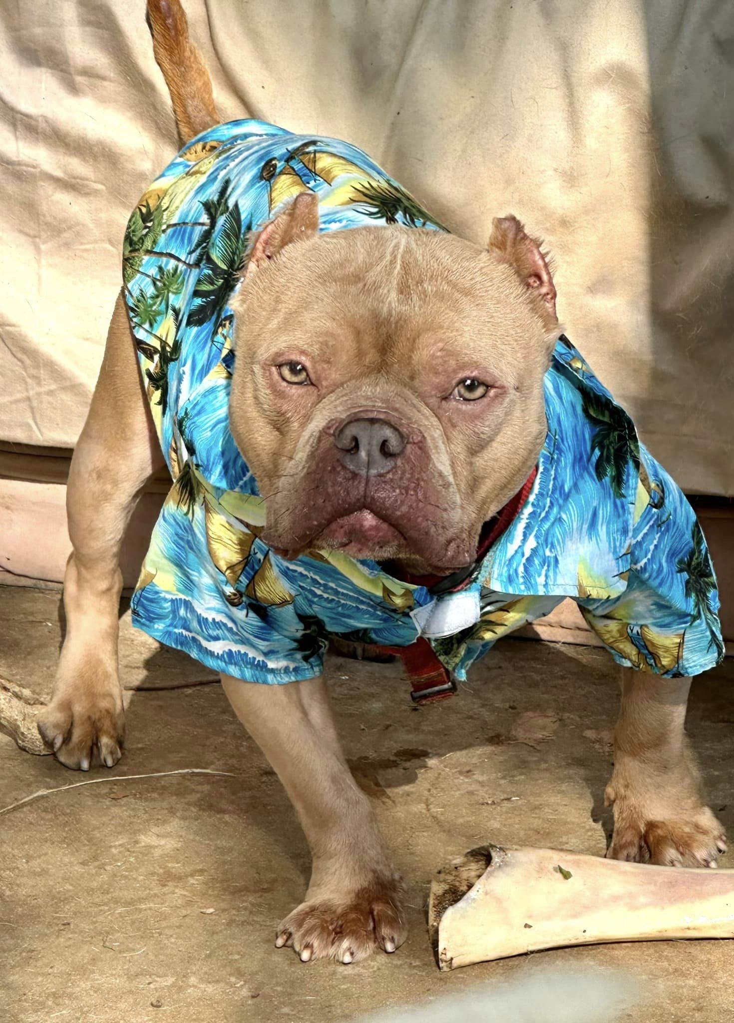 McNugget, Adoptable, Adult Male American Bully.