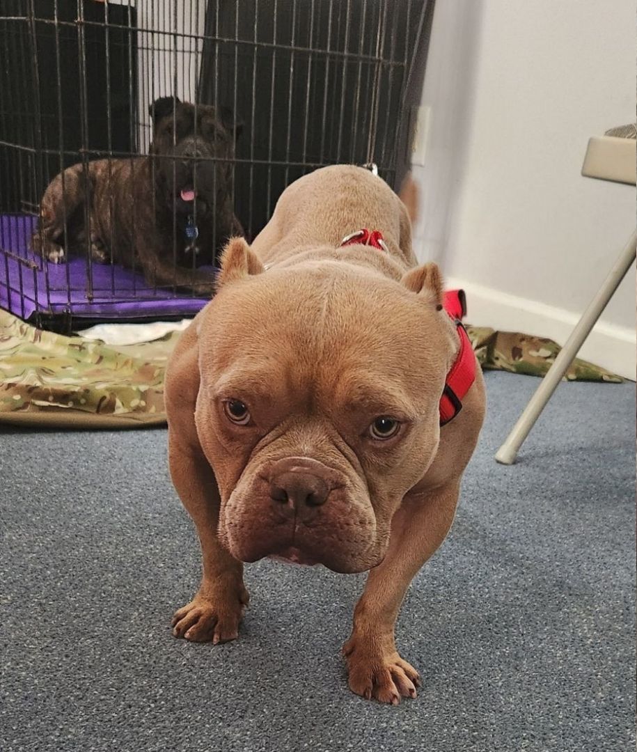 Enlarge McNugget, a Adoptable American Bully in Landenberg, PA image 8/10