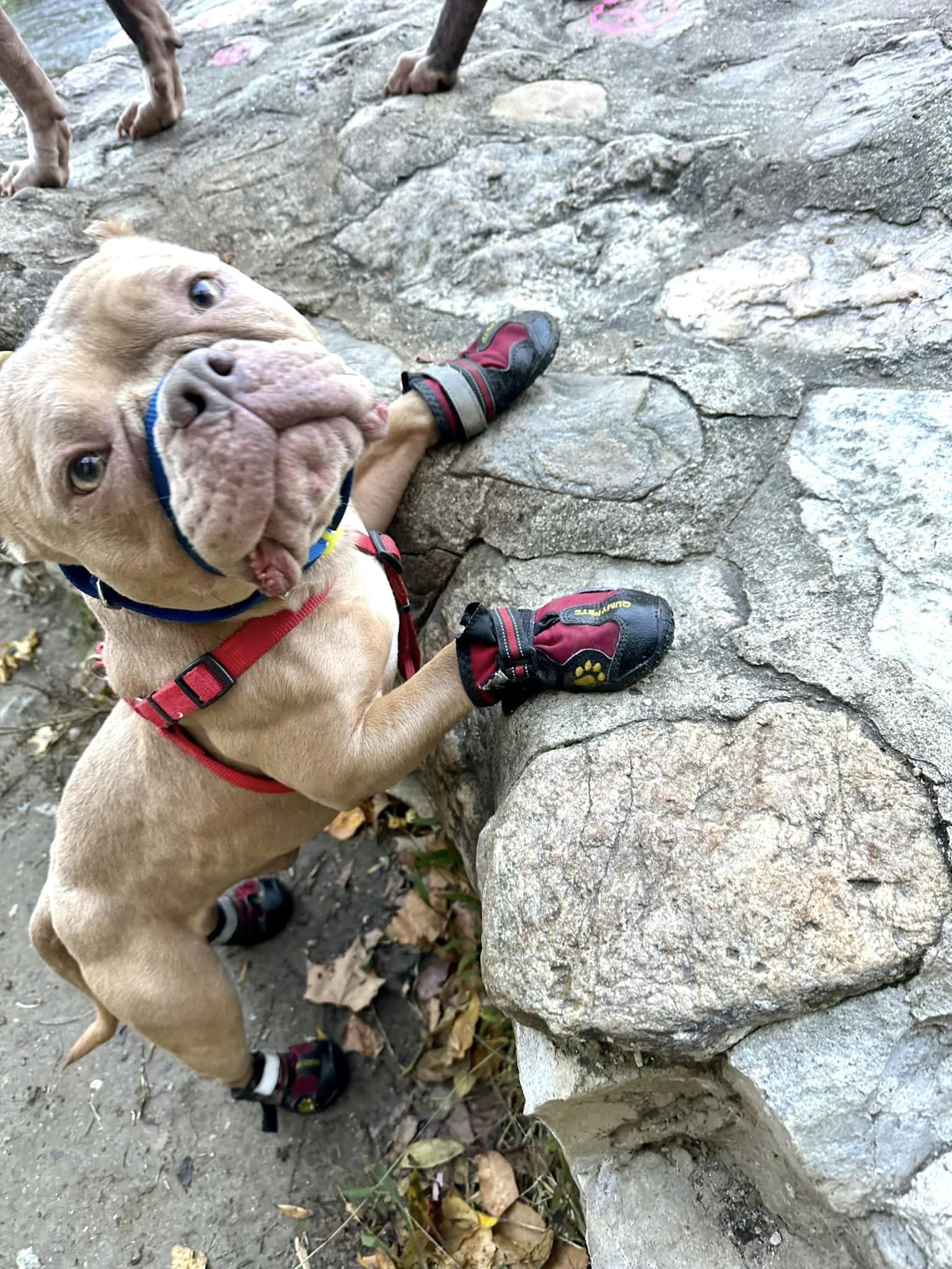 Enlarge McNugget, a Adoptable American Bully in Landenberg, PA image 10/10
