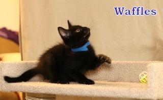 Waffles