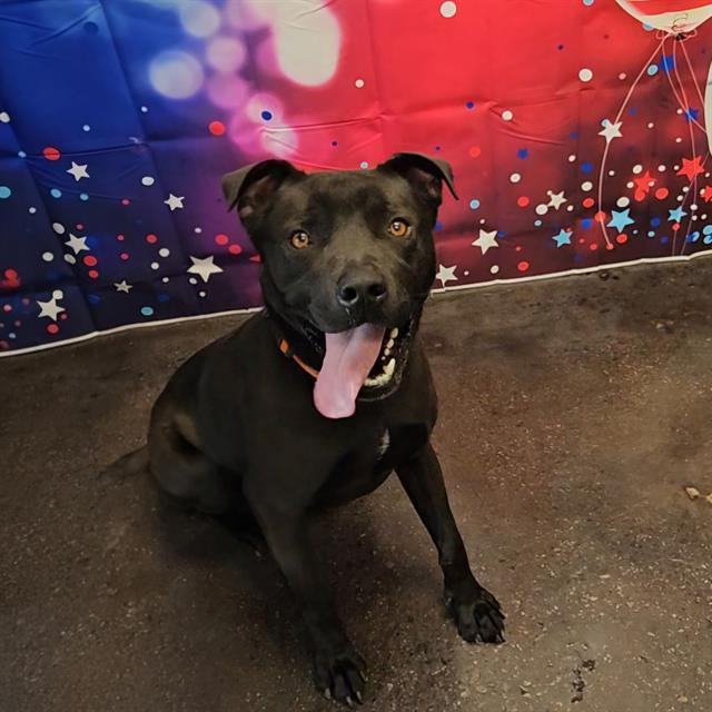 A011167, Adoptable, Young Male Labrador Retriever & Mixed Breed.