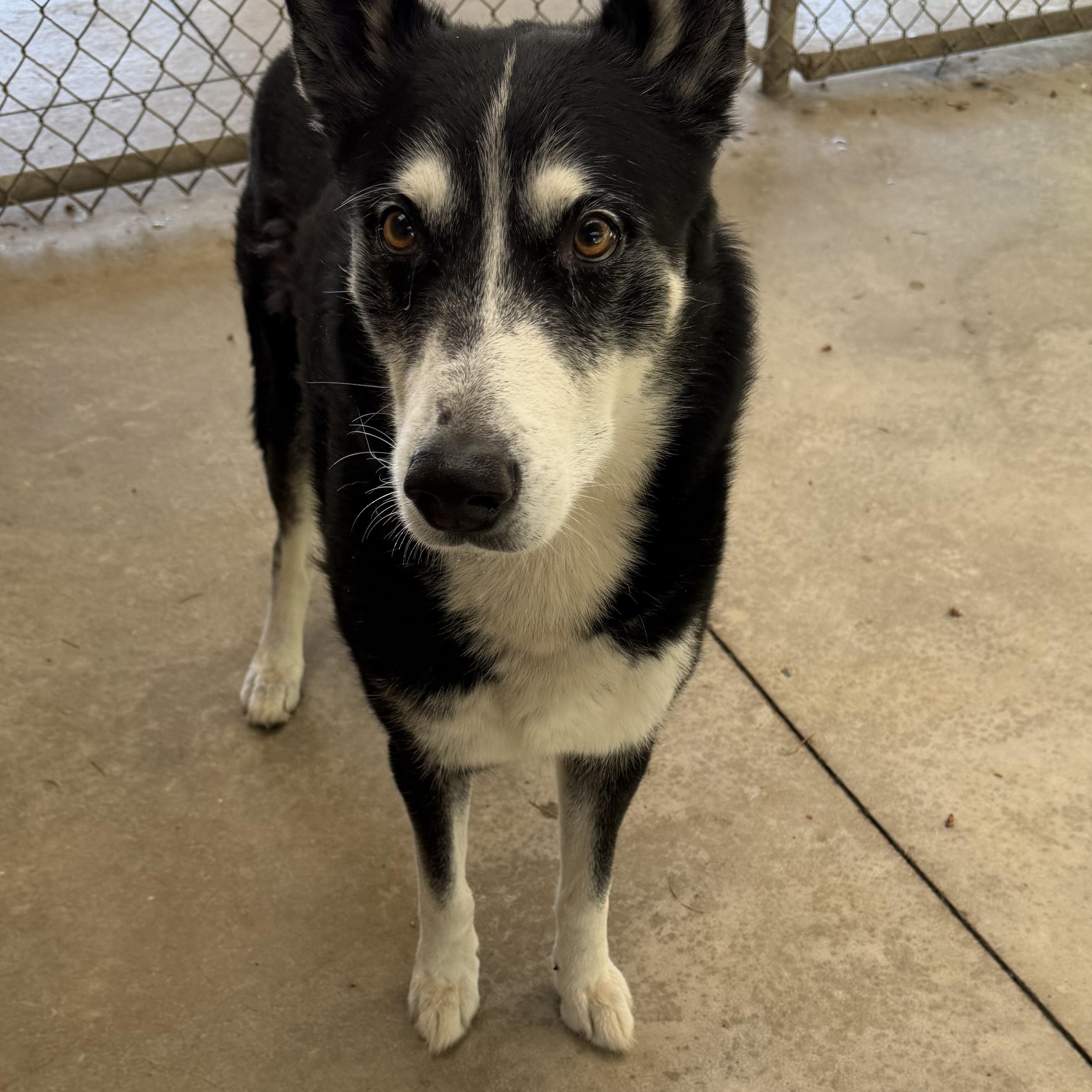 Enlarge Barney, a Adoptable Husky in Hood River, OR image 2/2