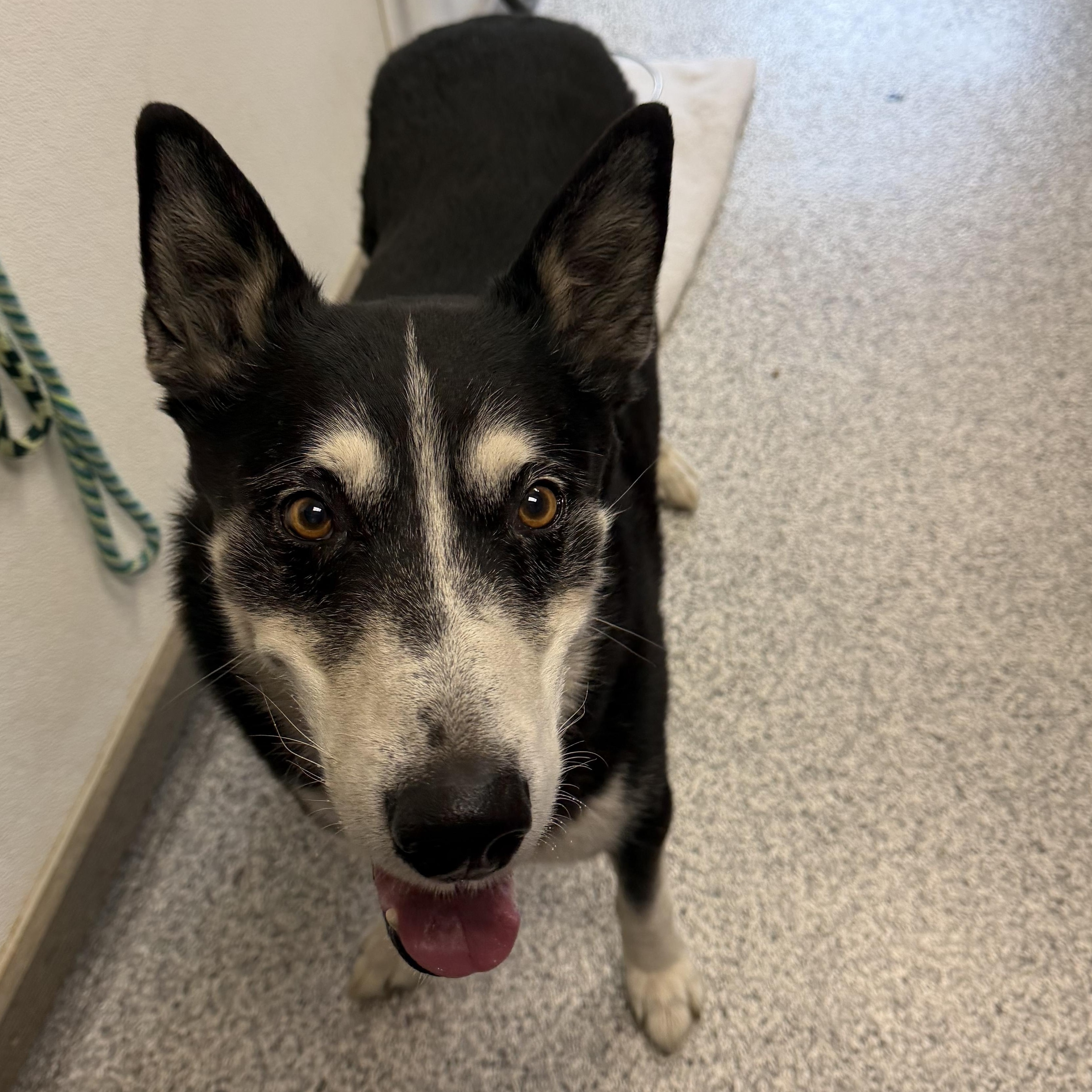 Enlarge Barney, a Adoptable Husky in Hood River, OR image 1/2