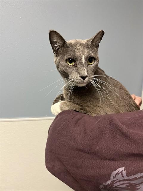 FREYA, Adoptable, Young Female Domestic Short Hair.