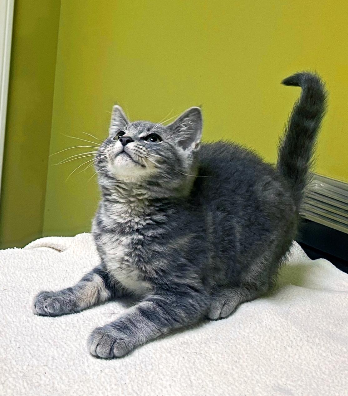 Peppercorn, Adopted, Young Male Domestic Short Hair.