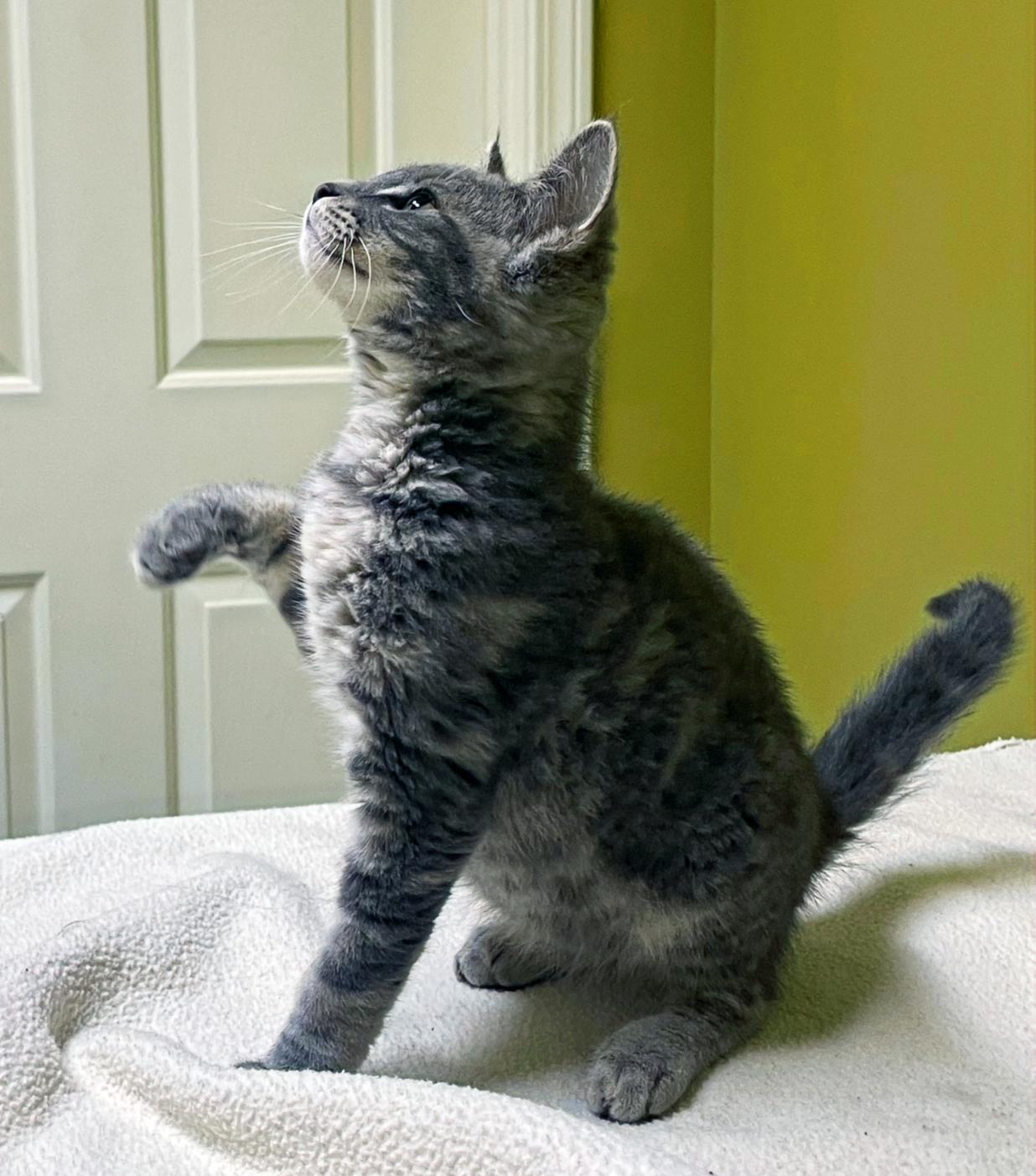 Peppercorn, a Adopted Domestic Short Hair in Columbia, KY image 2/4