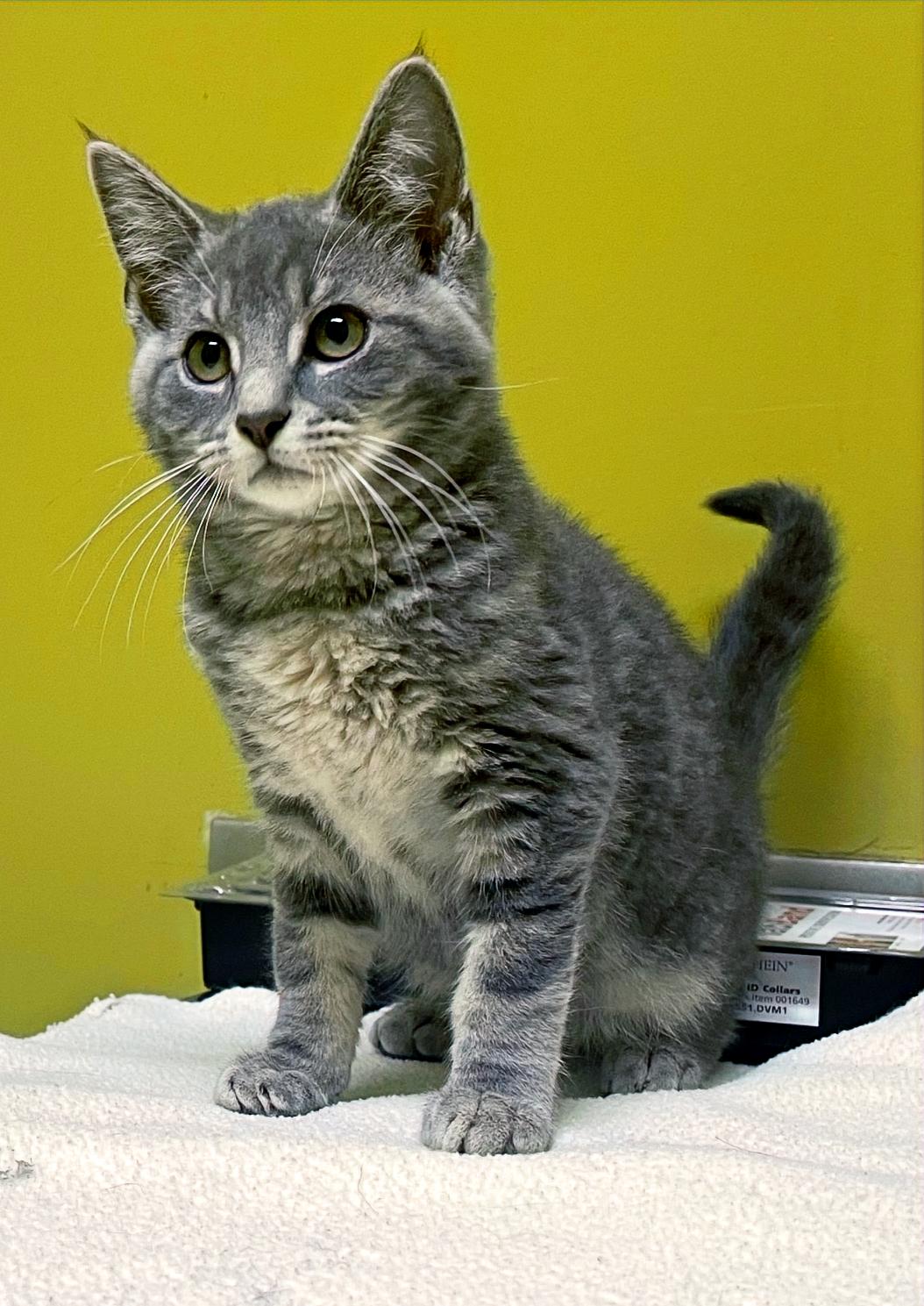 Peppercorn, a Adopted Domestic Short Hair in Columbia, KY image 3/4