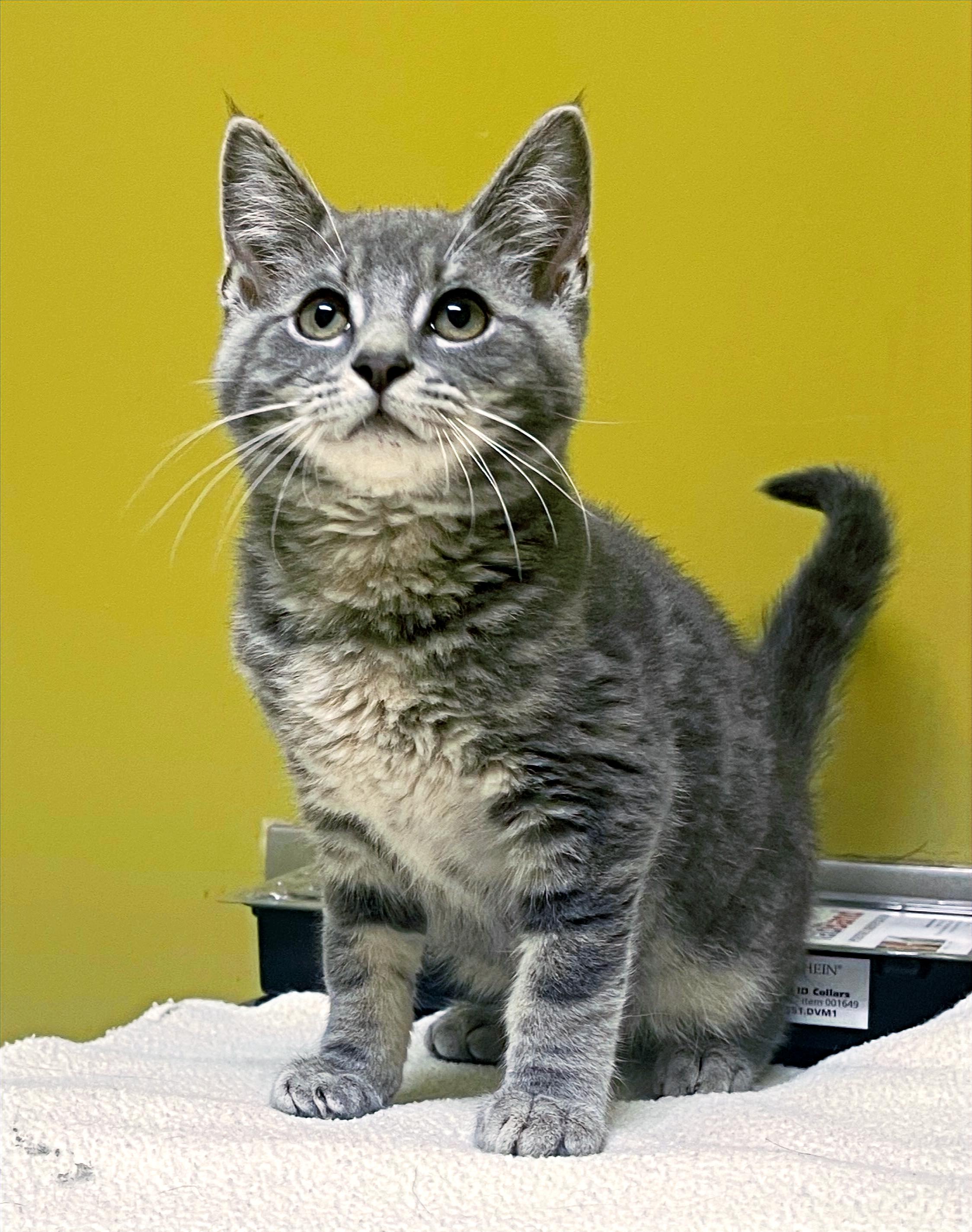 Peppercorn, a Adopted Domestic Short Hair in Columbia, KY image 4/4