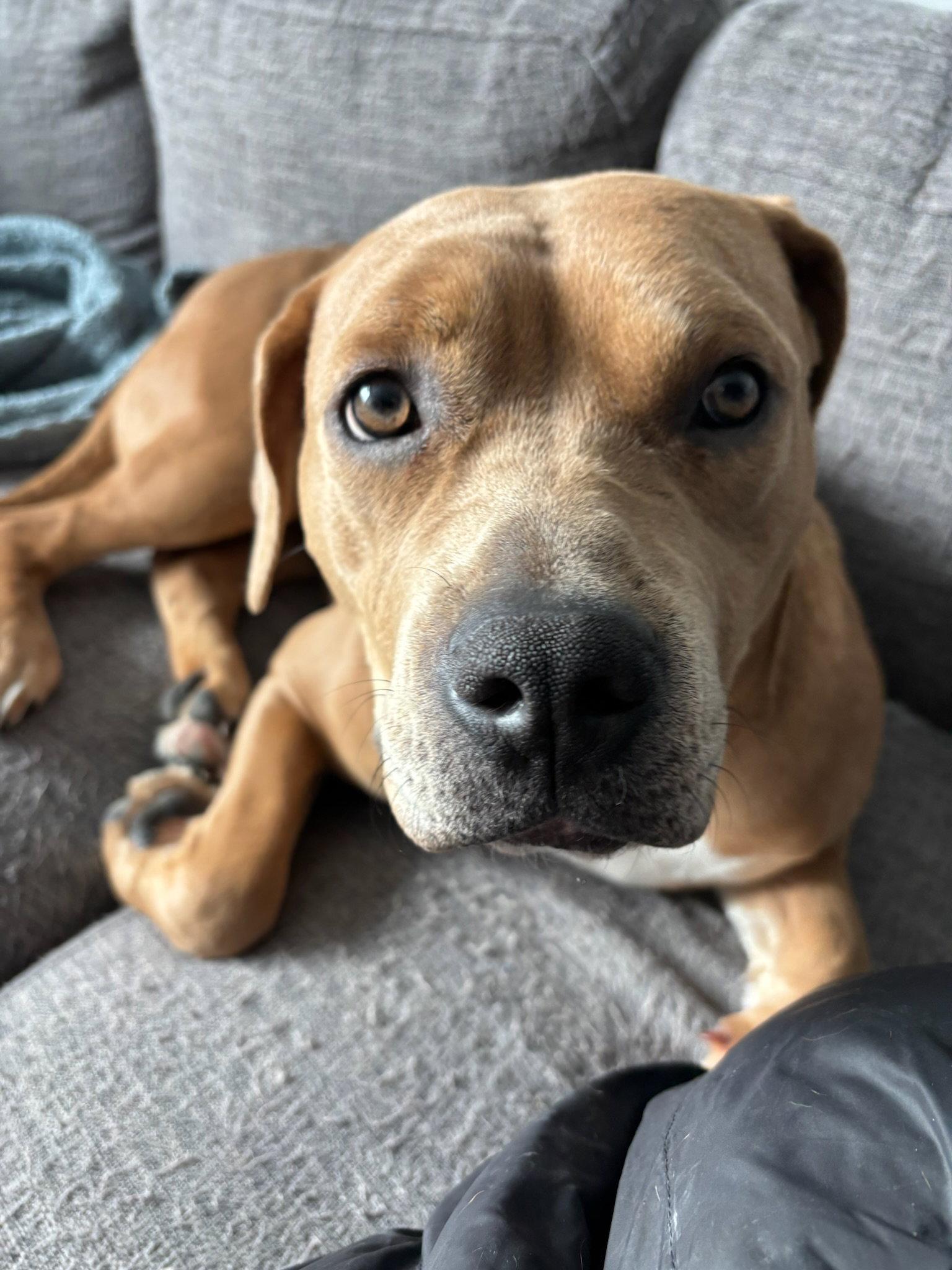 Bloom, Adopted, Young Female American Bulldog.