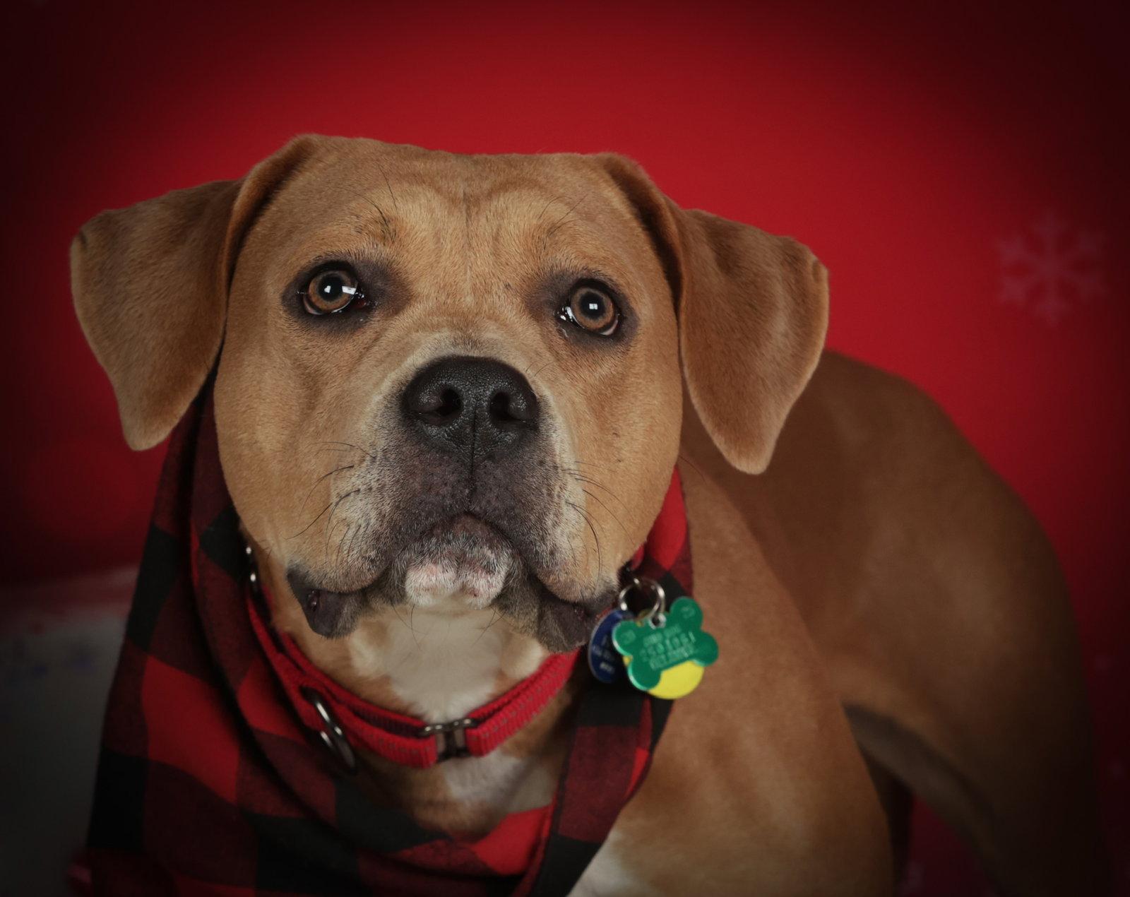 Enlarge Bloom, a Adopted American Bulldog in Powell, OH image 3/3