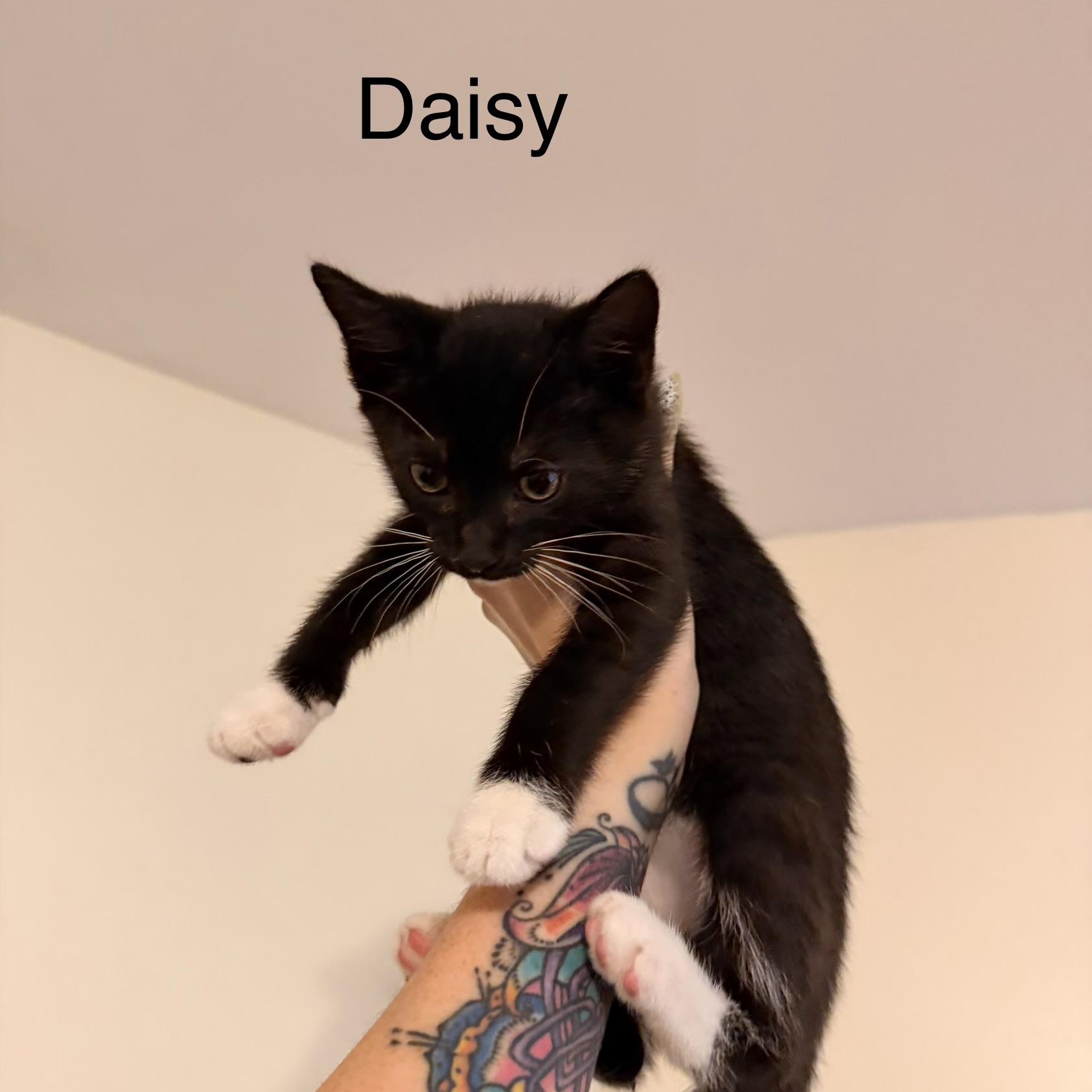 Enlarge Daisy, a ADOPTABLE Domestic Short Hair in Easley, SC image 2/5