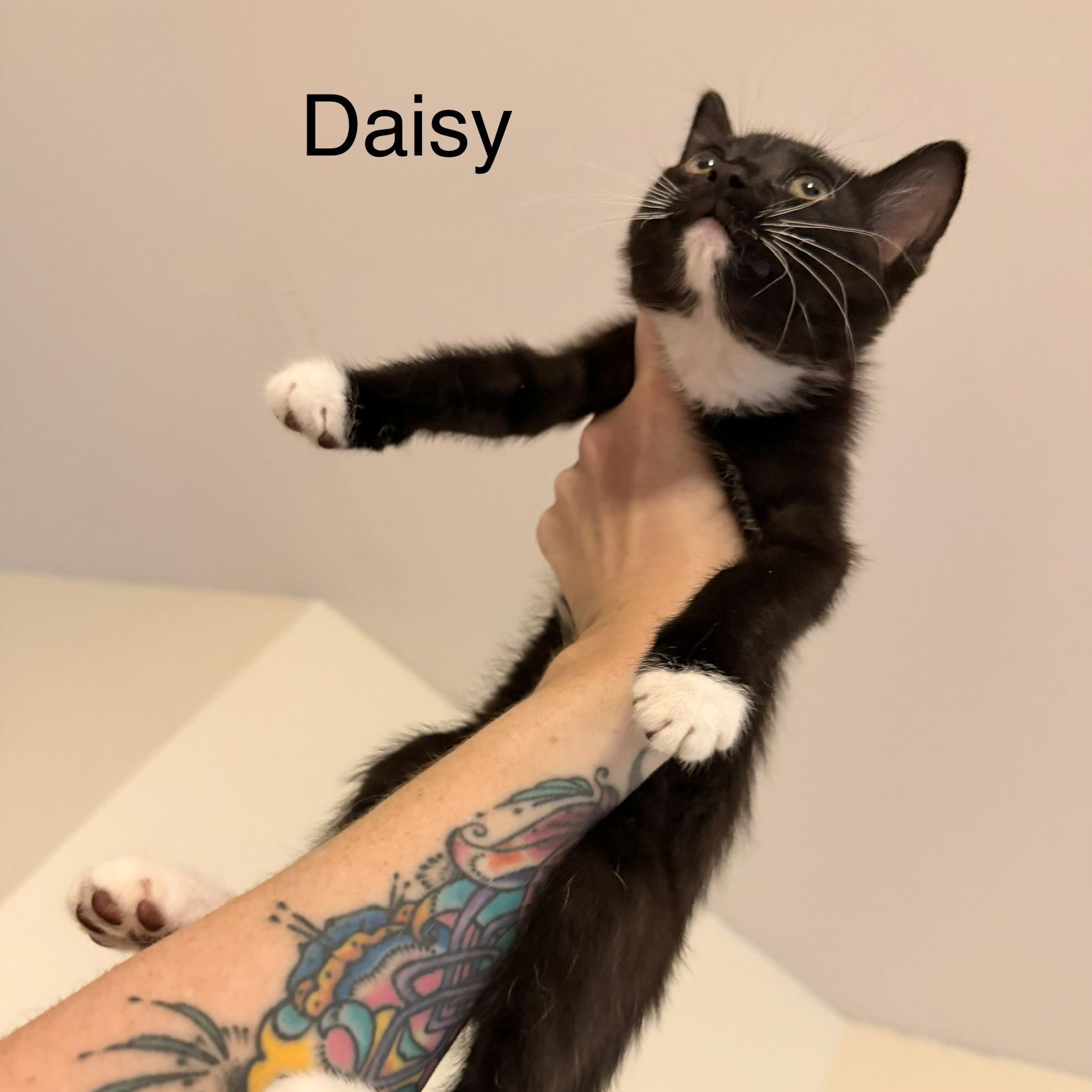 Enlarge Daisy, a ADOPTABLE Domestic Short Hair in Easley, SC image 3/5