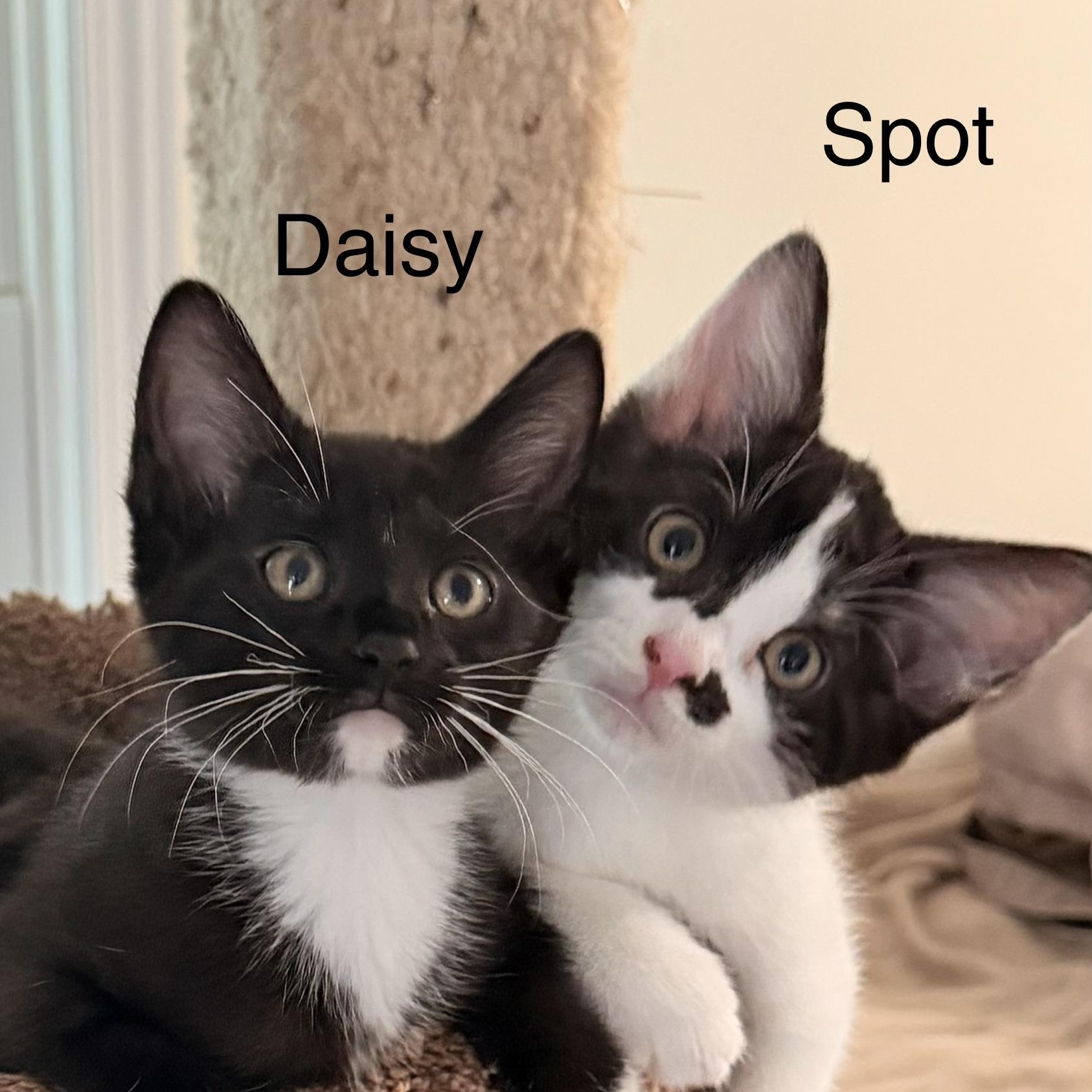Enlarge Daisy, a ADOPTABLE Domestic Short Hair in Easley, SC image 4/5