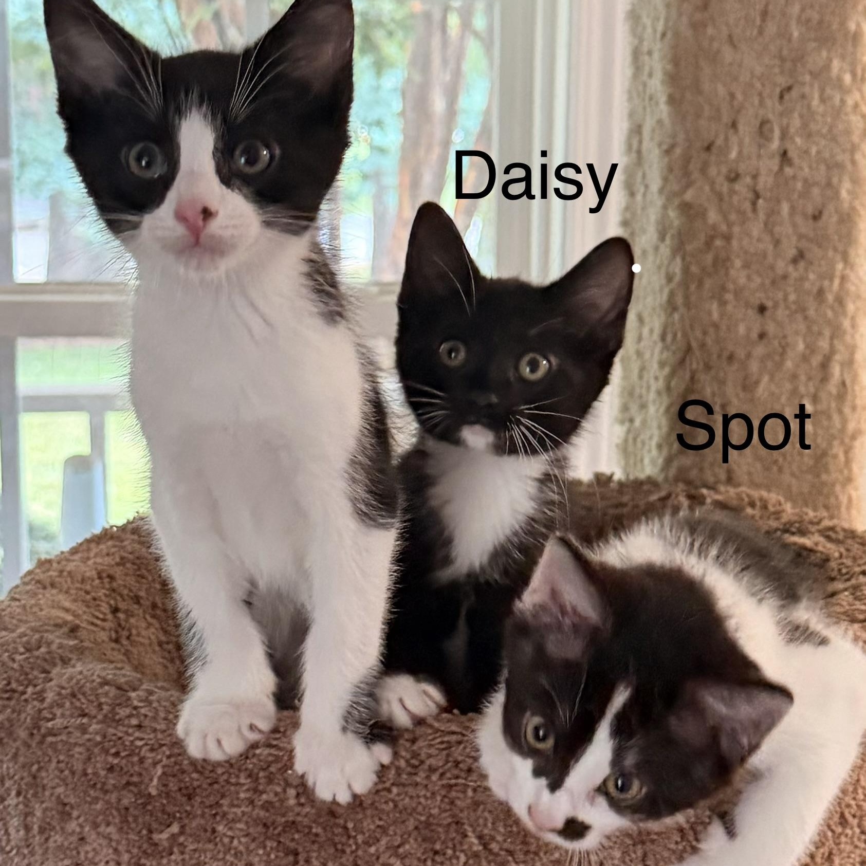 Enlarge Daisy, a ADOPTABLE Domestic Short Hair in Easley, SC image 5/5