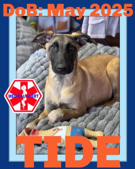TIDE, Adoptable, Young Male Belgian Shepherd / Malinois.