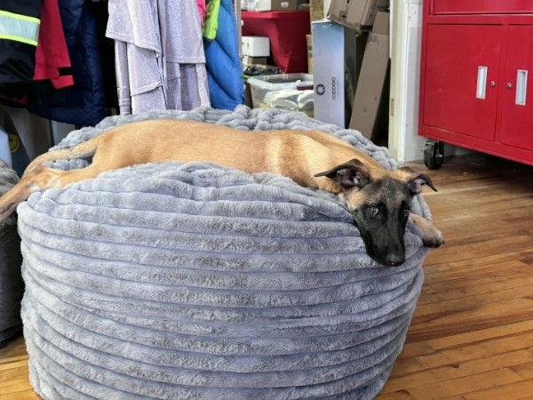 TIDE, Adoptable, Young Male Belgian Shepherd / Malinois.