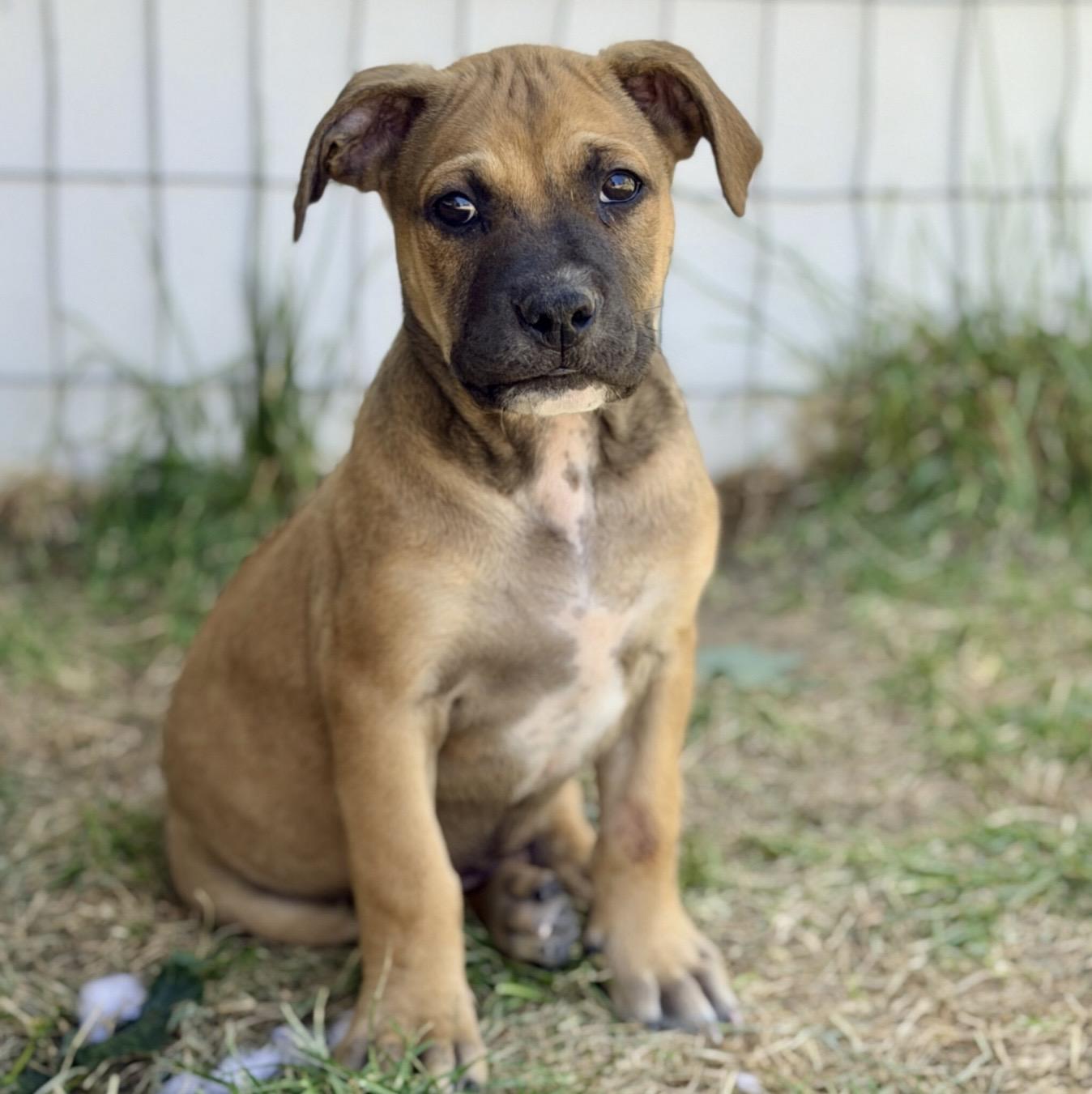 Nelson, ADOPTABLE, Puppy Male Pit Bull Terrier & Mixed Breed.
