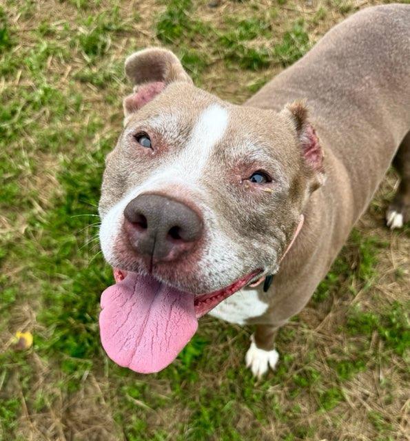 Brownie (ID 51364), a ADOPTABLE Pit Bull Terrier in Manassas, VA image 1/2