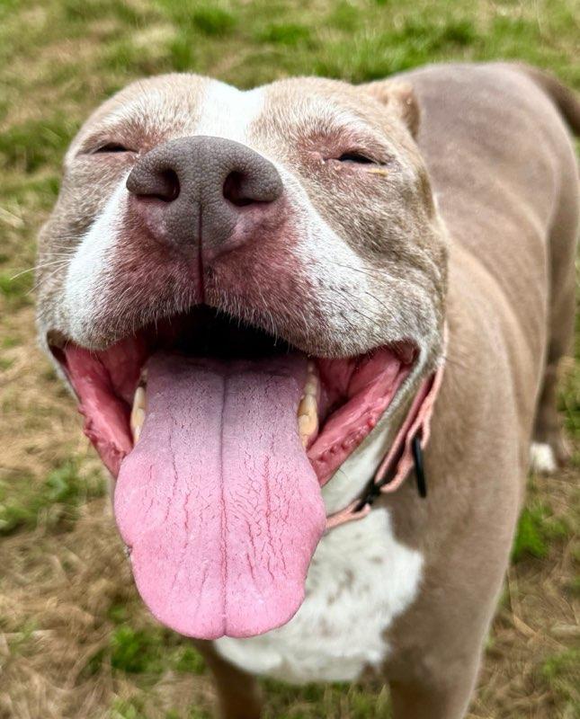 Brownie (ID 51364), a ADOPTABLE Pit Bull Terrier in Manassas, VA image 2/2