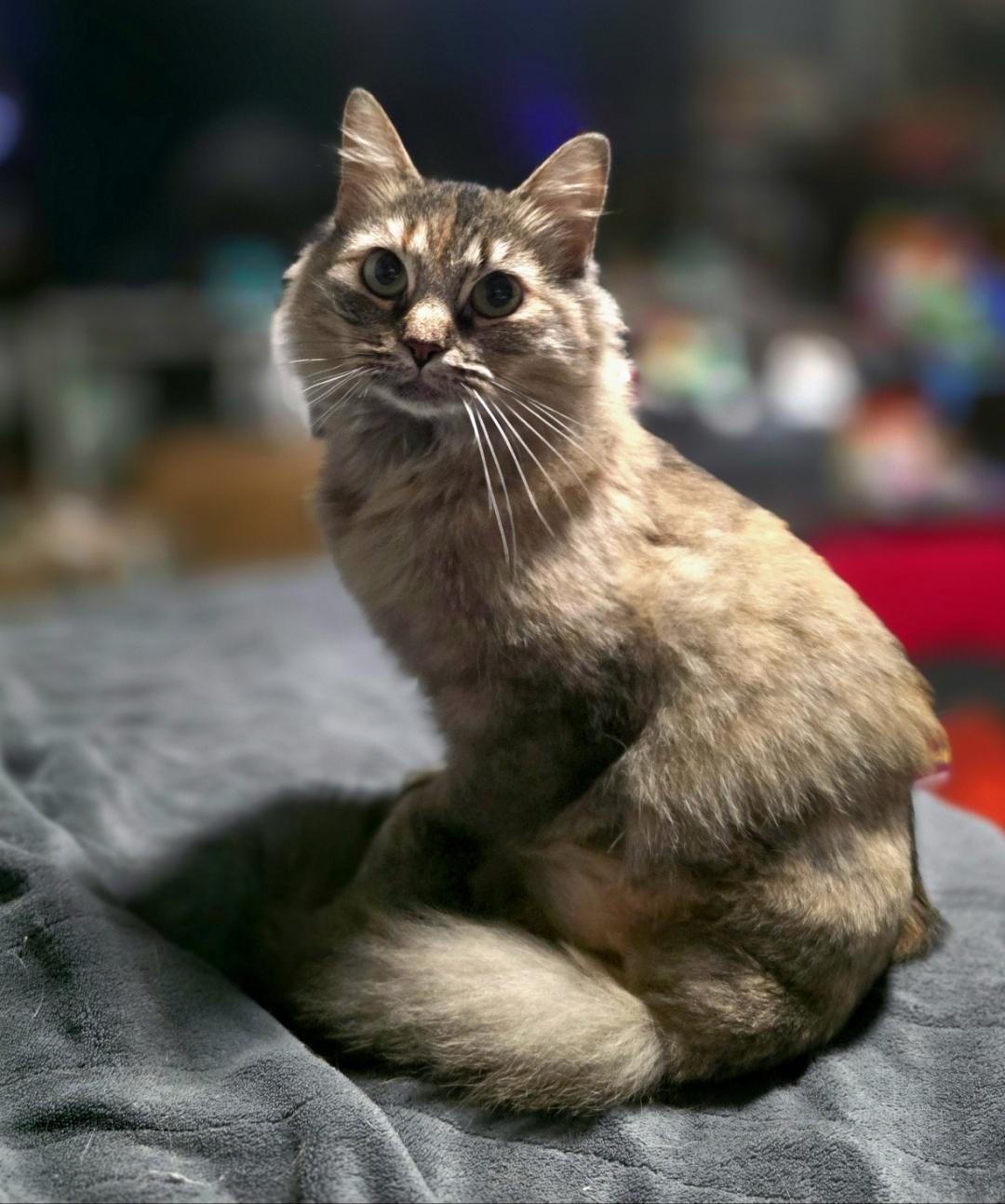 Enlarge Plum- tripawd kitty, a Adoptable Domestic Long Hair in Lincoln, NE image 3/6