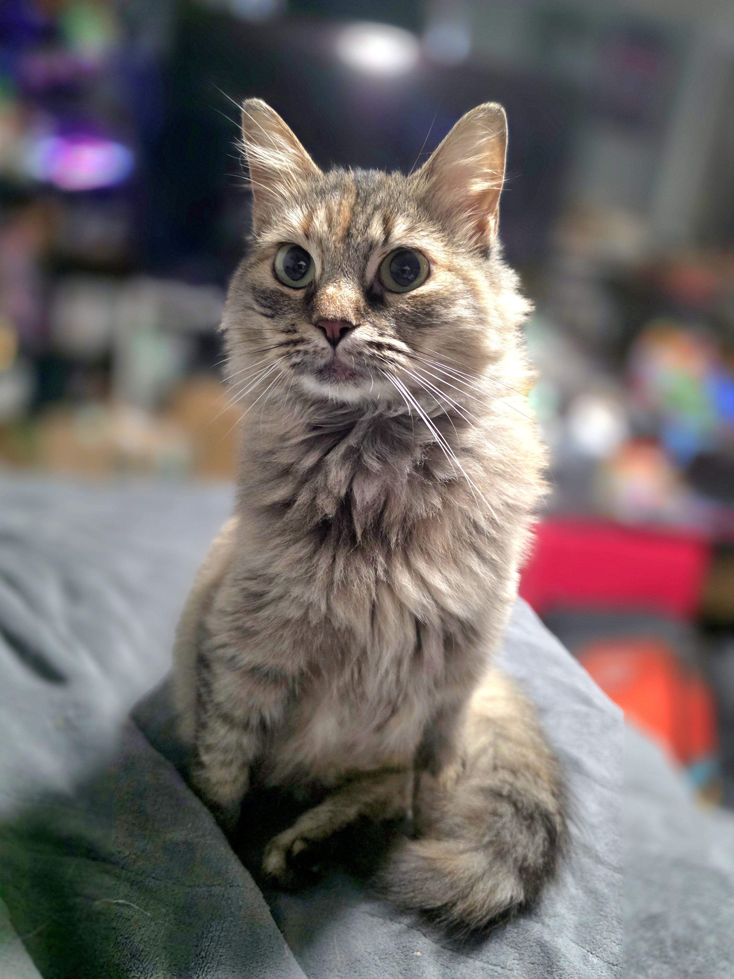 Plum- tripawd kitty, Adoptable, Kitten Female Domestic Long Hair.