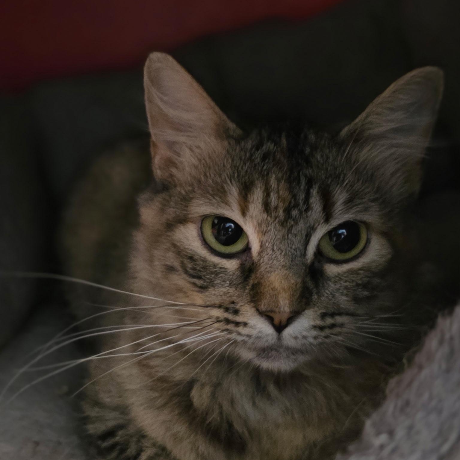 Enlarge Plum- tripawd kitty, a Adoptable Domestic Long Hair in Lincoln, NE image 4/6