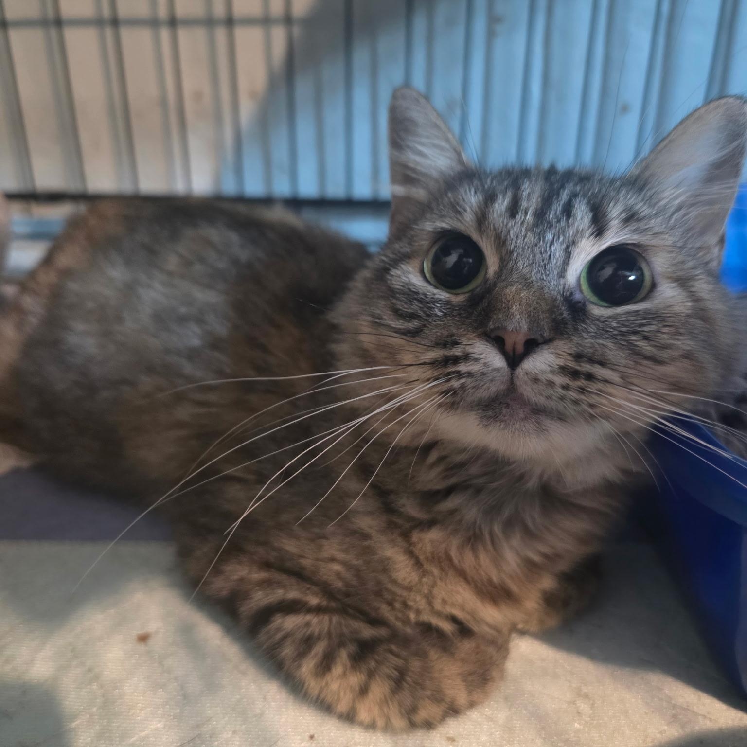 Enlarge Plum- tripawd kitty, a Adoptable Domestic Long Hair in Lincoln, NE image 6/6