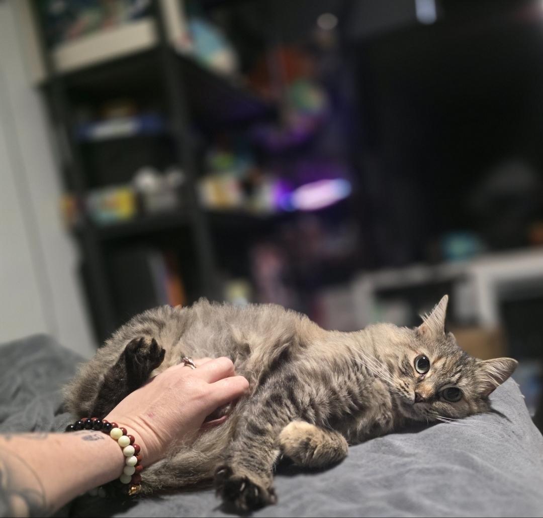 Enlarge Plum- tripawd kitty, a Adoptable Domestic Long Hair in Lincoln, NE image 5/6