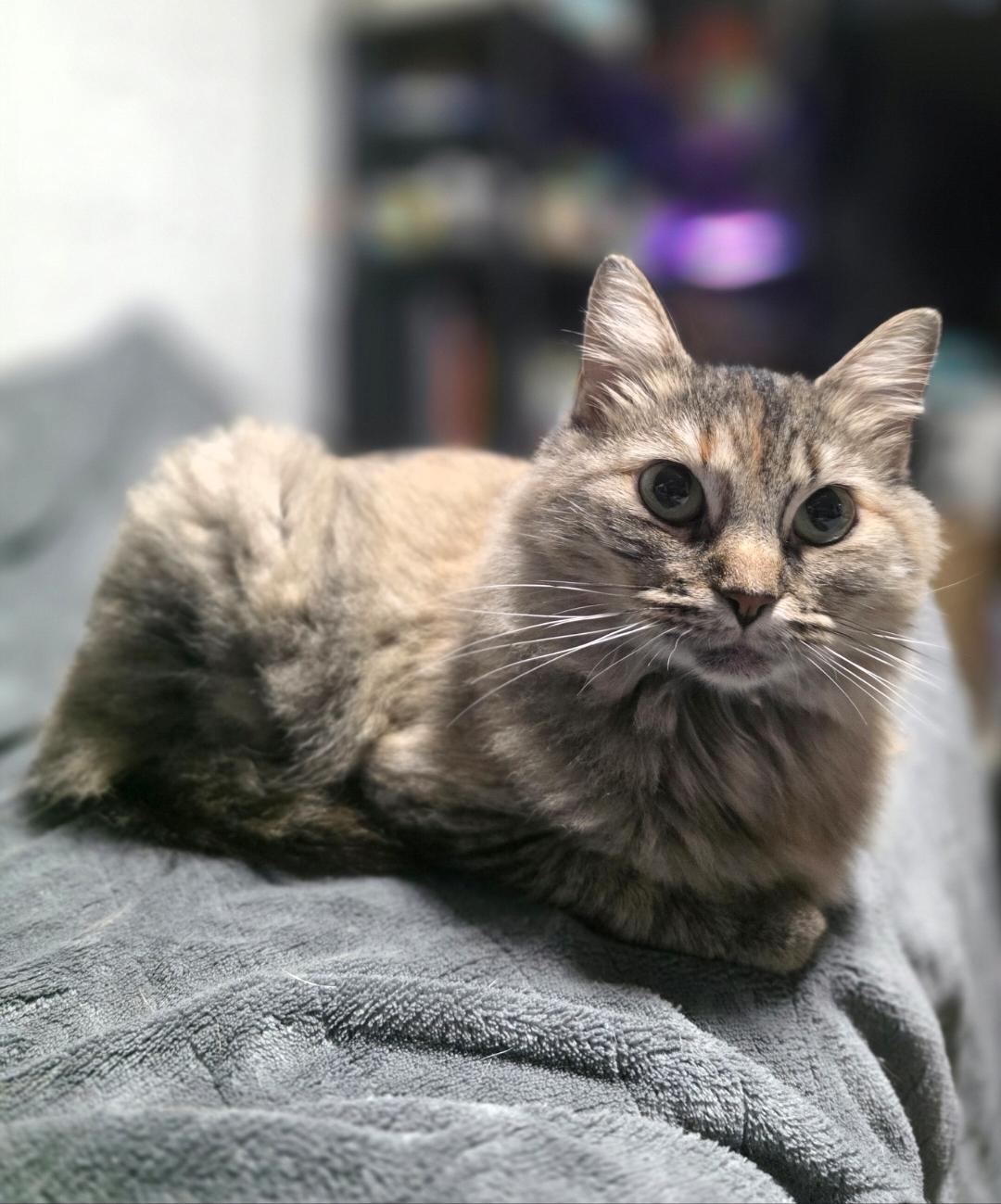 Enlarge Plum- tripawd kitty, a Adoptable Domestic Long Hair in Lincoln, NE image 2/6