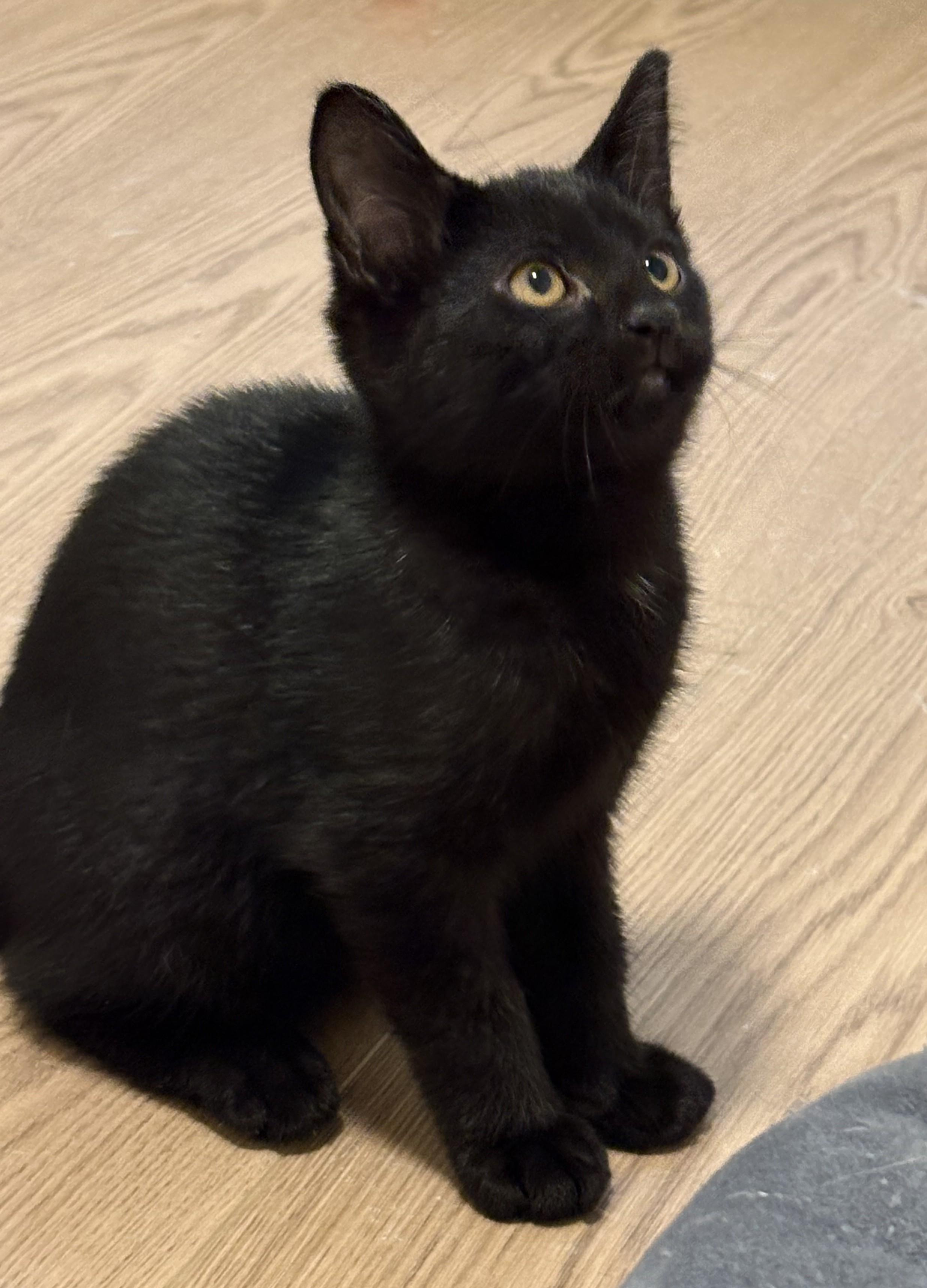 Eevee (Bonded to NineTails), a ADOPTABLE mixed breed in Saanichton, BC image 1/6