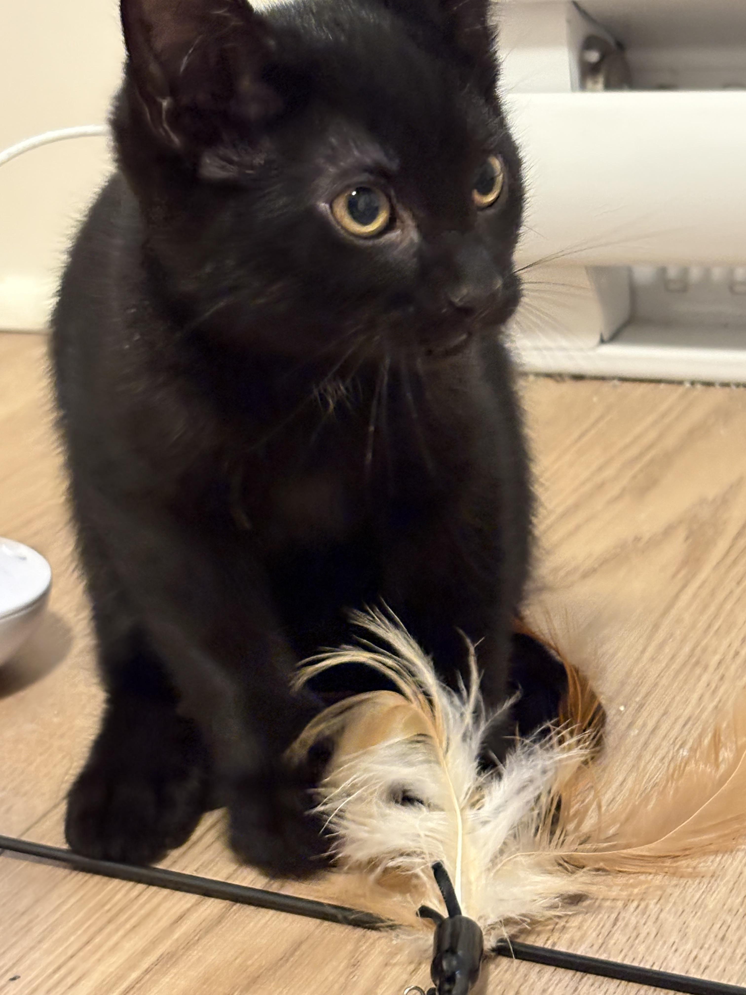 Eevee (Bonded to NineTails), a ADOPTABLE mixed breed in Saanichton, BC image 3/6
