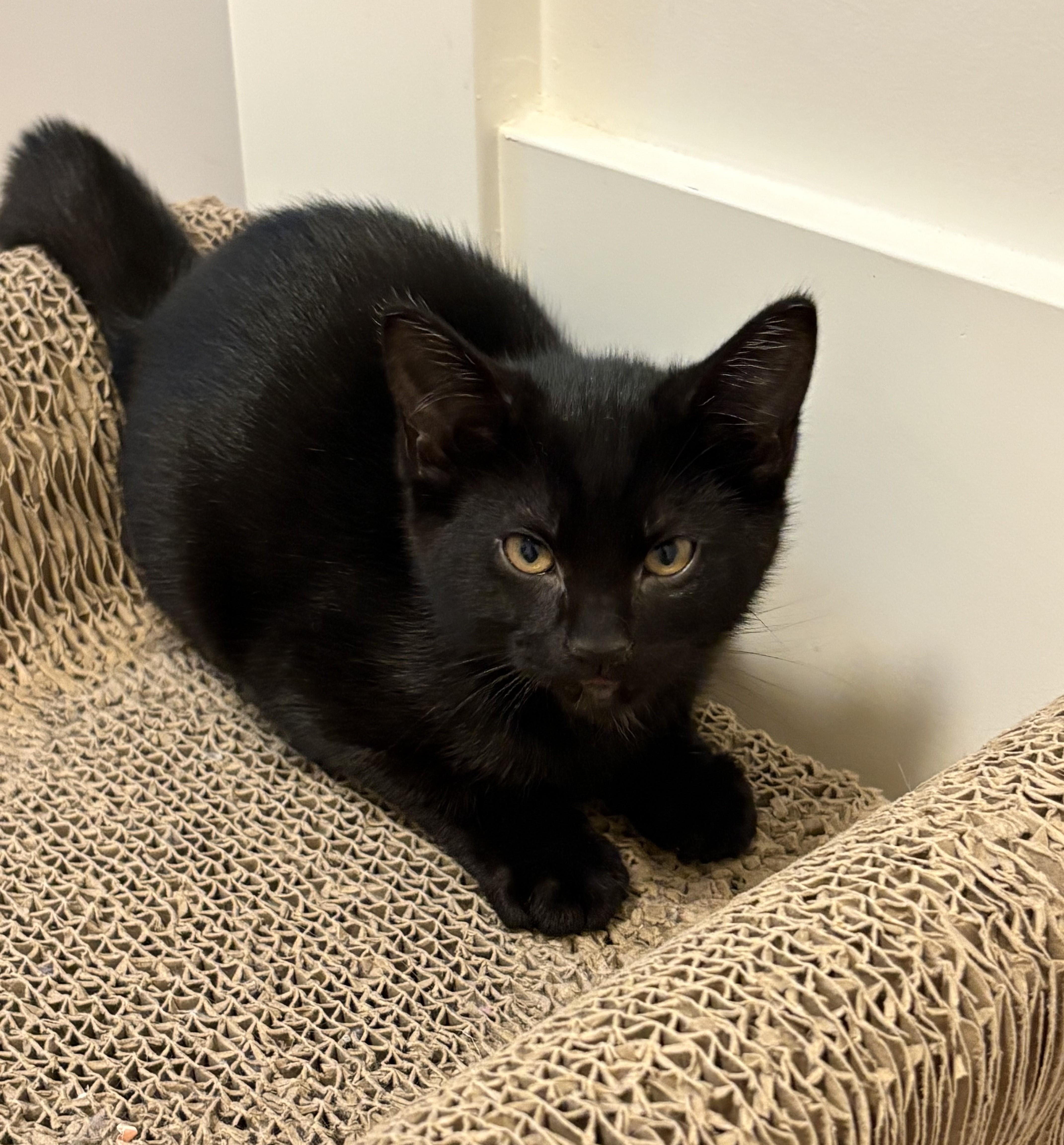 Eevee (Bonded to NineTails), a ADOPTABLE mixed breed in Saanichton, BC image 2/6