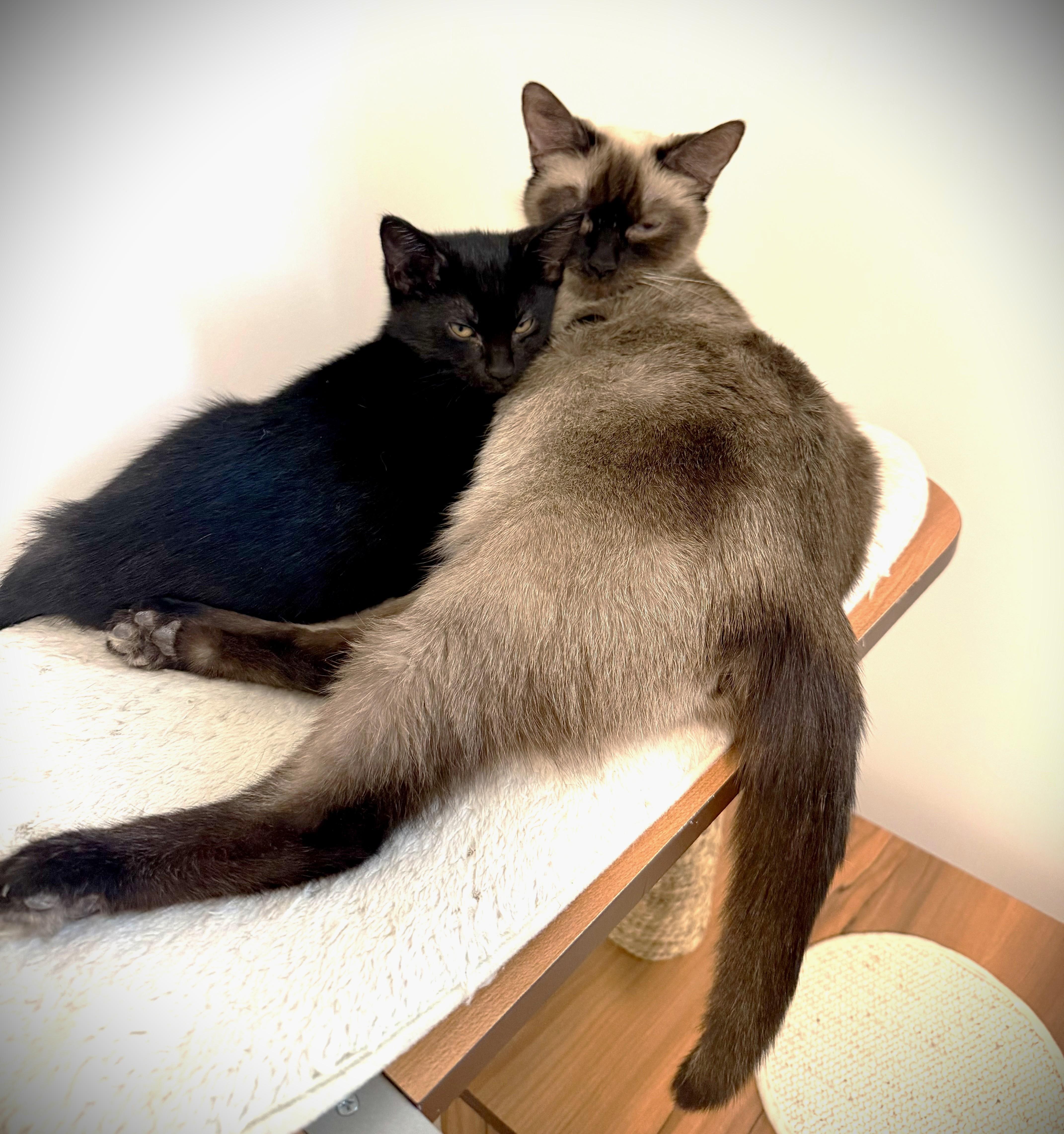 Eevee (Bonded to NineTails), a ADOPTABLE mixed breed in Saanichton, BC image 5/6