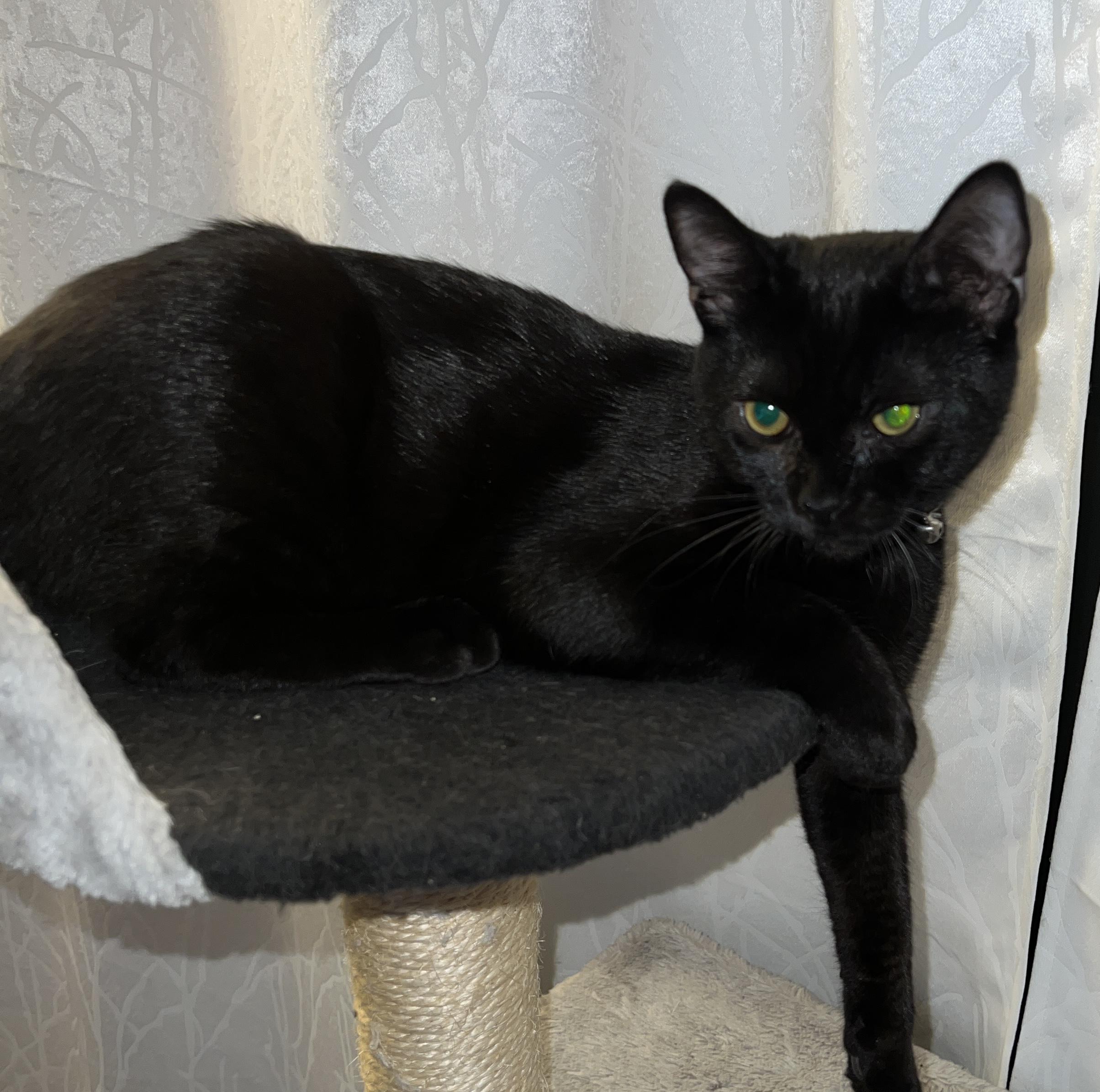 Enlarge Night, a Adoptable Domestic Short Hair in BURNABY, BC image 1/1