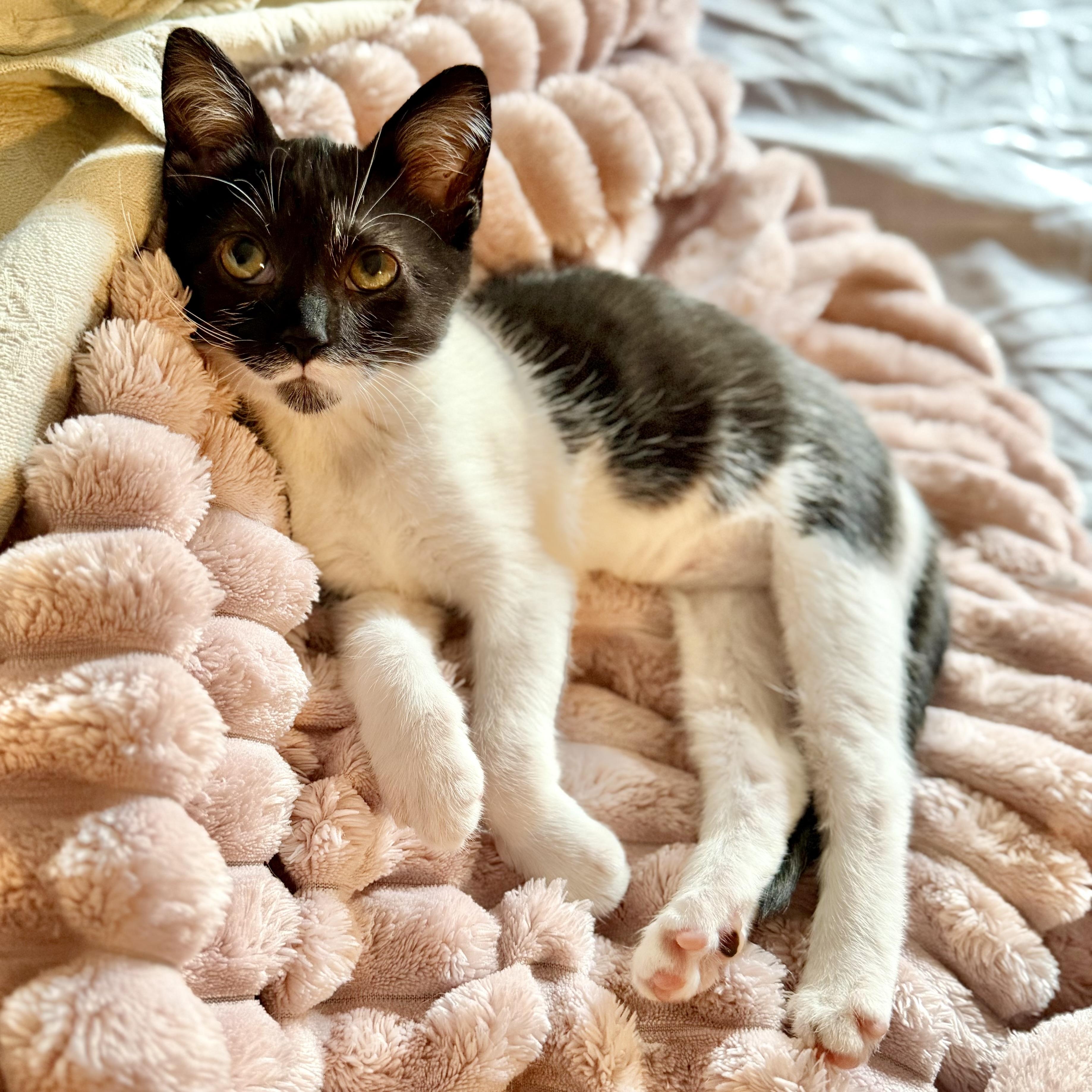 Enlarge Bellatrix, a Adoptable Domestic Short Hair in Tampa, FL image 4/6