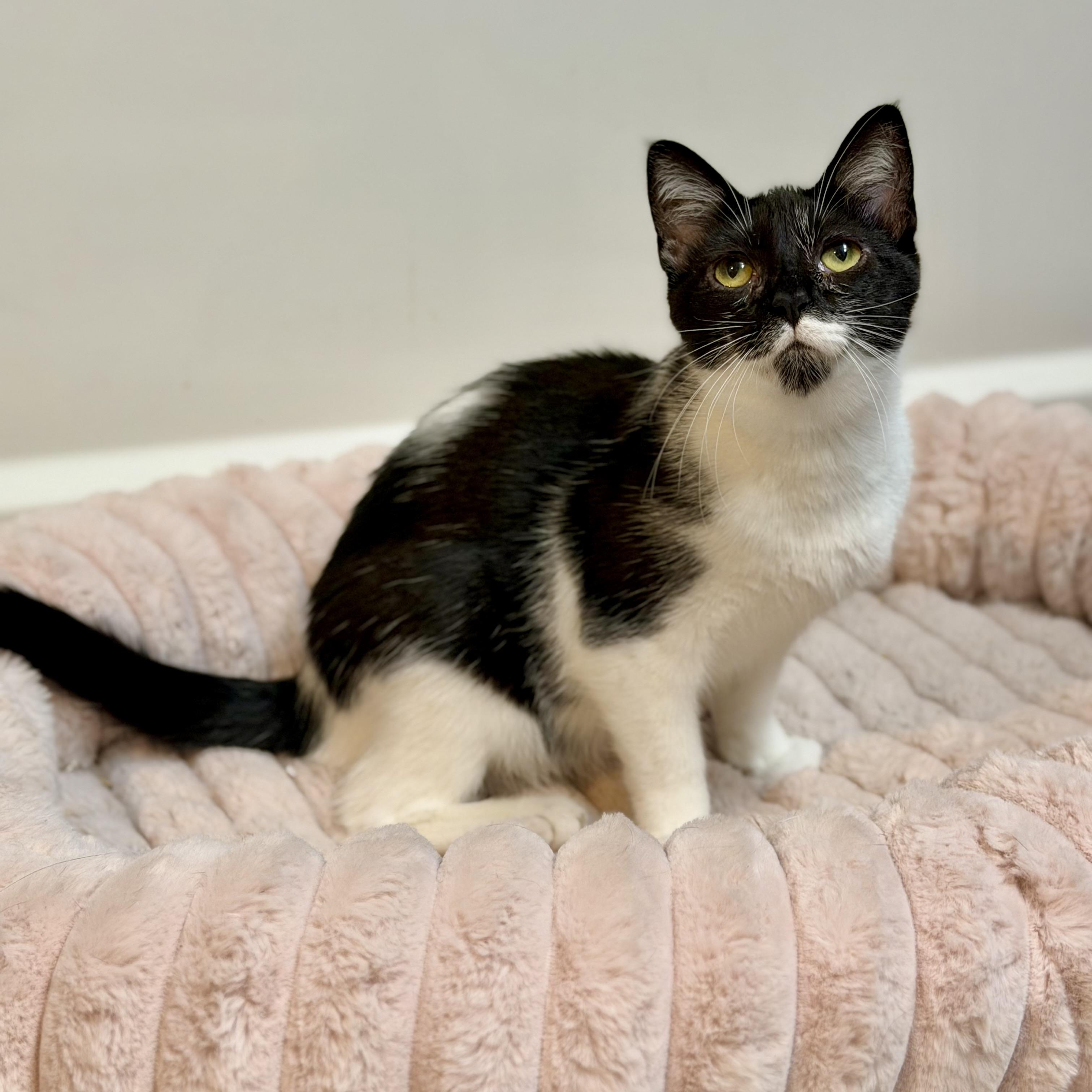 Enlarge Bellatrix, a Adoptable Domestic Short Hair in Tampa, FL image 2/6