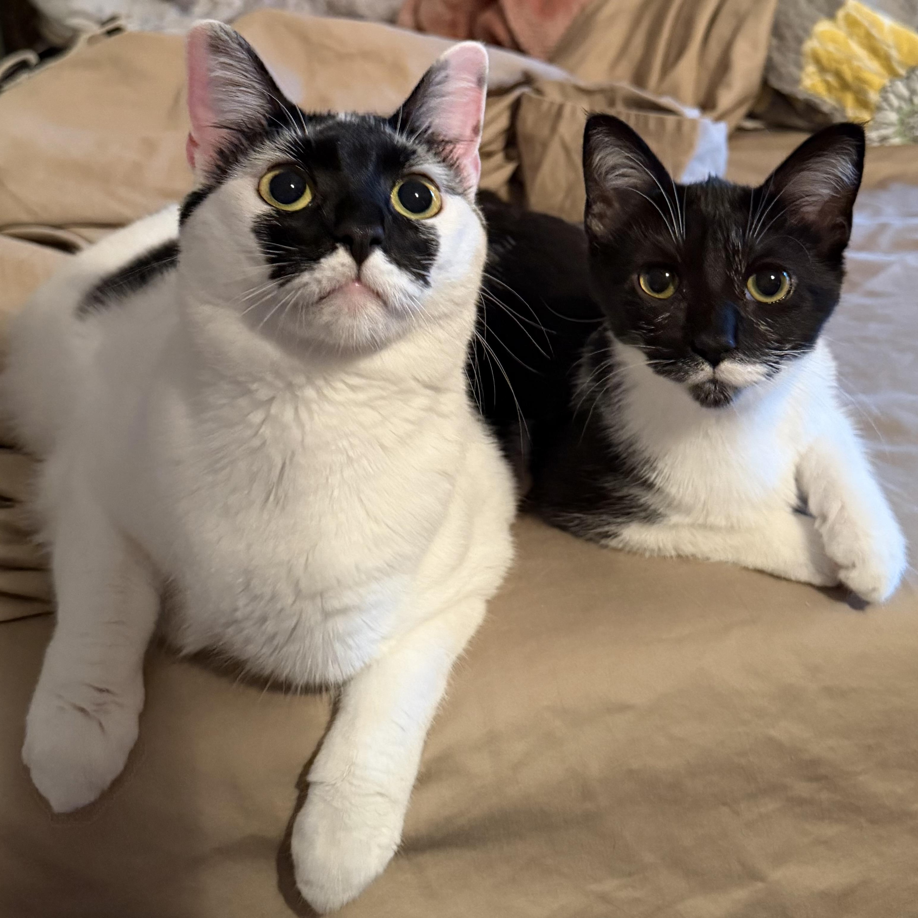 Enlarge Bellatrix, a Adoptable Domestic Short Hair in Tampa, FL image 3/6