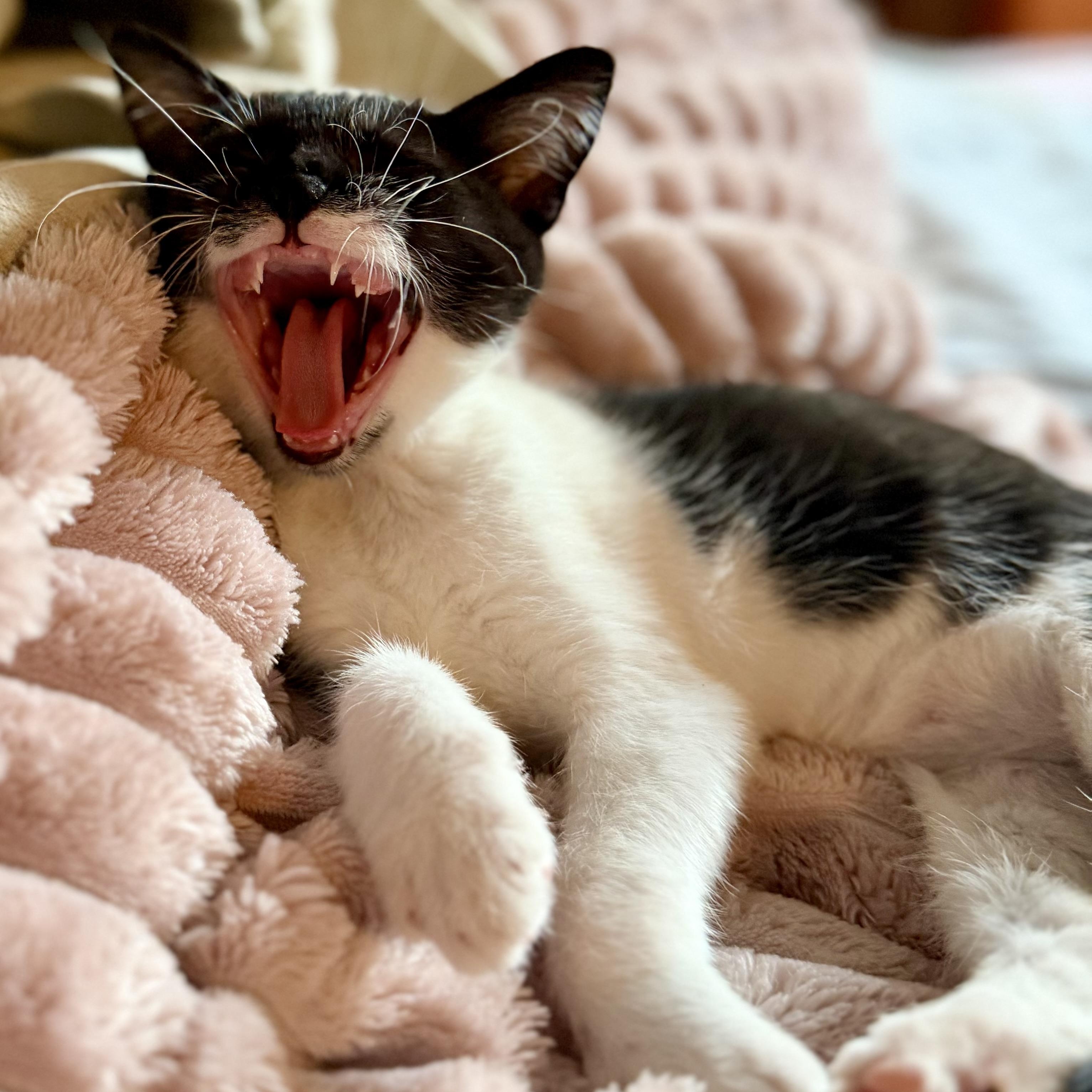 Enlarge Bellatrix, a Adoptable Domestic Short Hair in Tampa, FL image 5/6