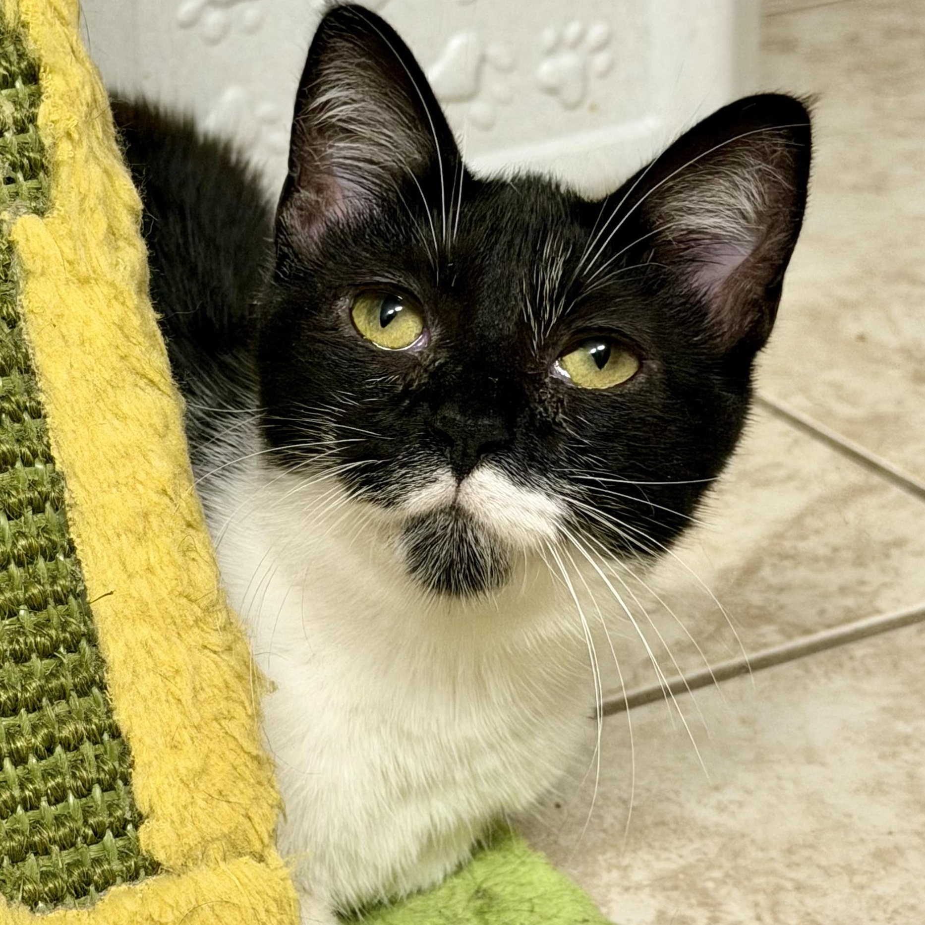 Enlarge Bellatrix, a Adoptable Domestic Short Hair in Tampa, FL image 1/6