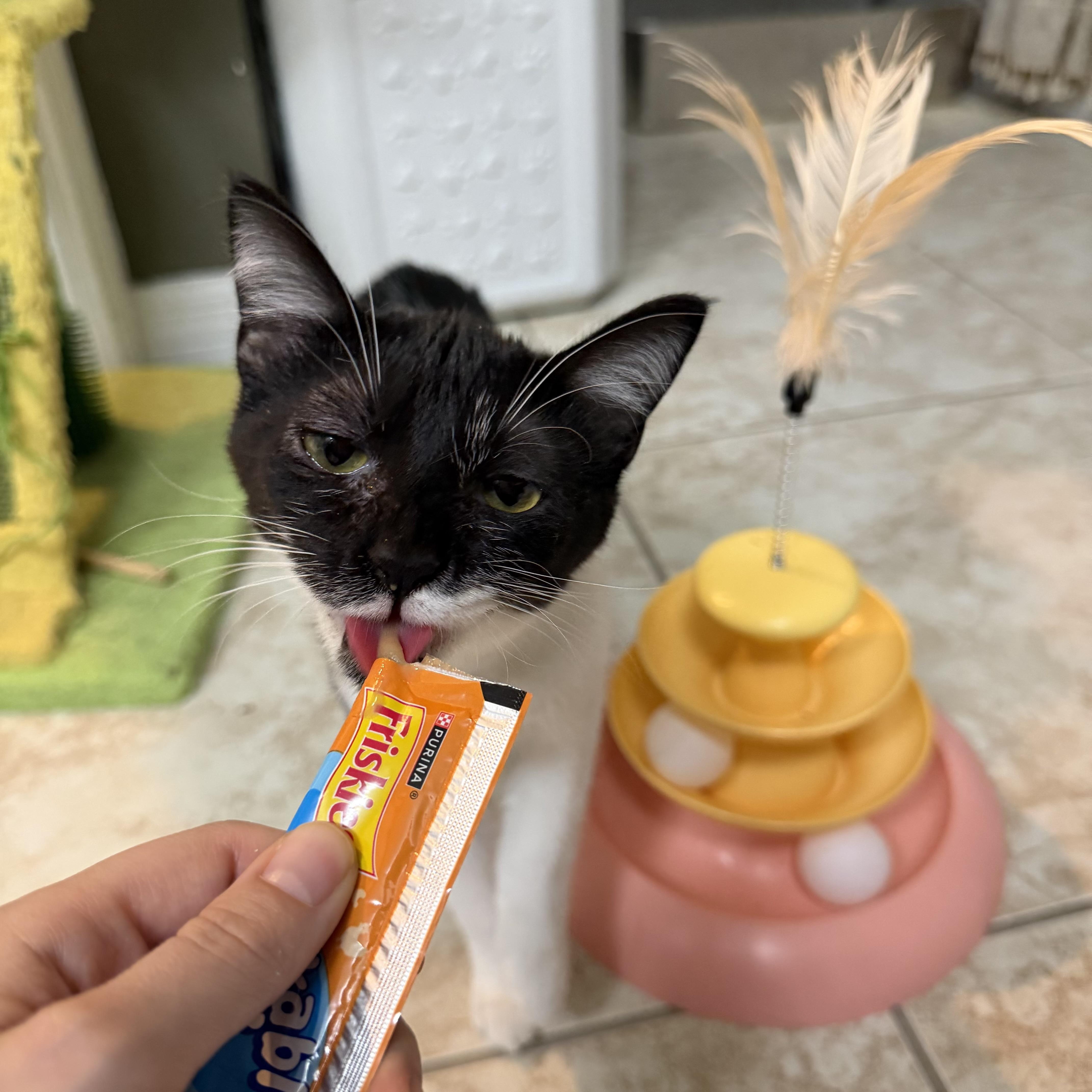 Enlarge Bellatrix, a Adoptable Domestic Short Hair in Tampa, FL image 6/6
