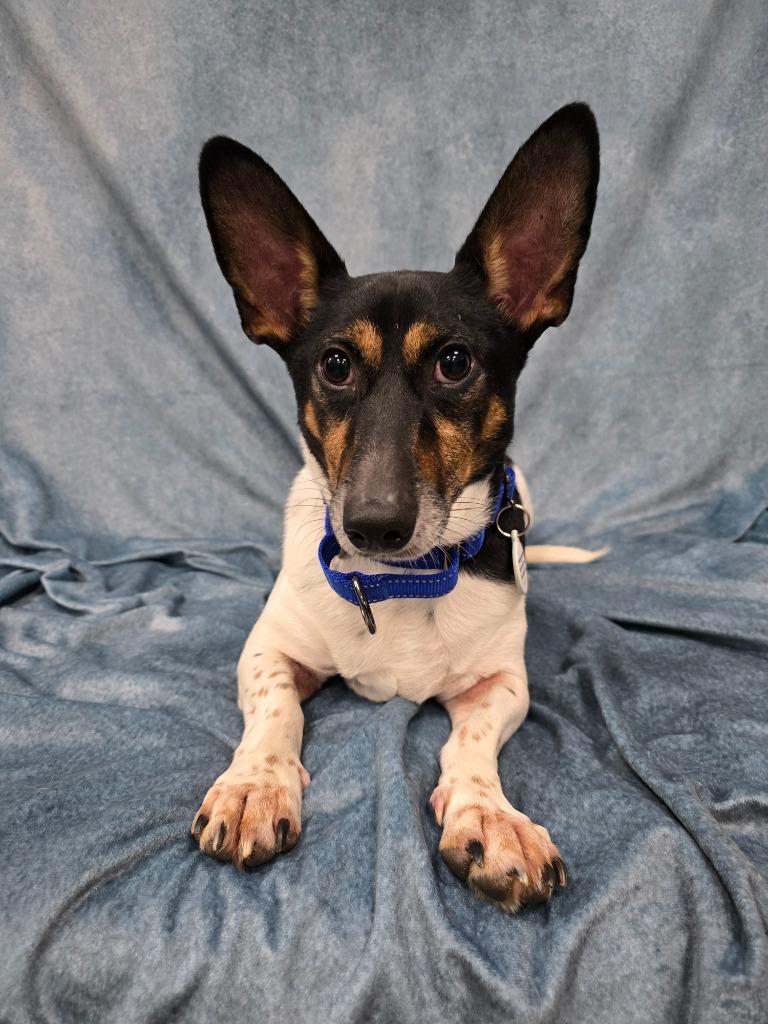 Mr. Peabody, Adoptable, Adult Male Jack Russell Terrier & Dachshund.