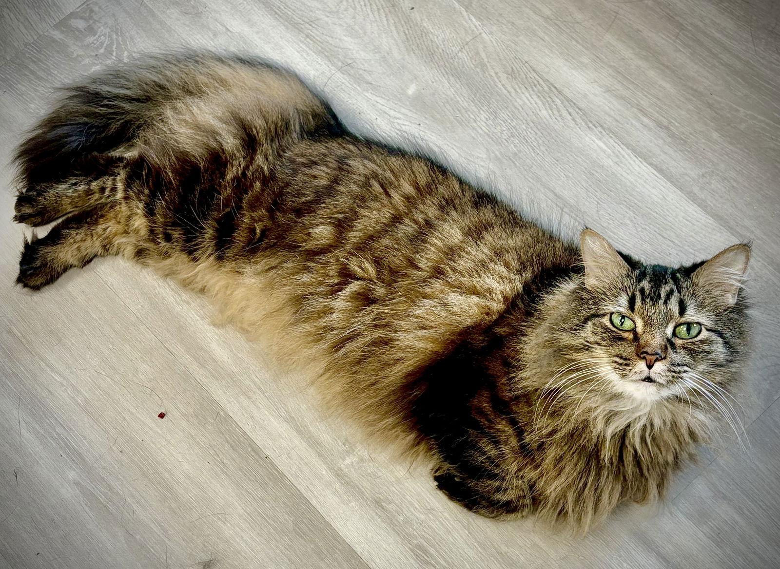 Kayak, Adoptable, Young Female Domestic Long Hair.