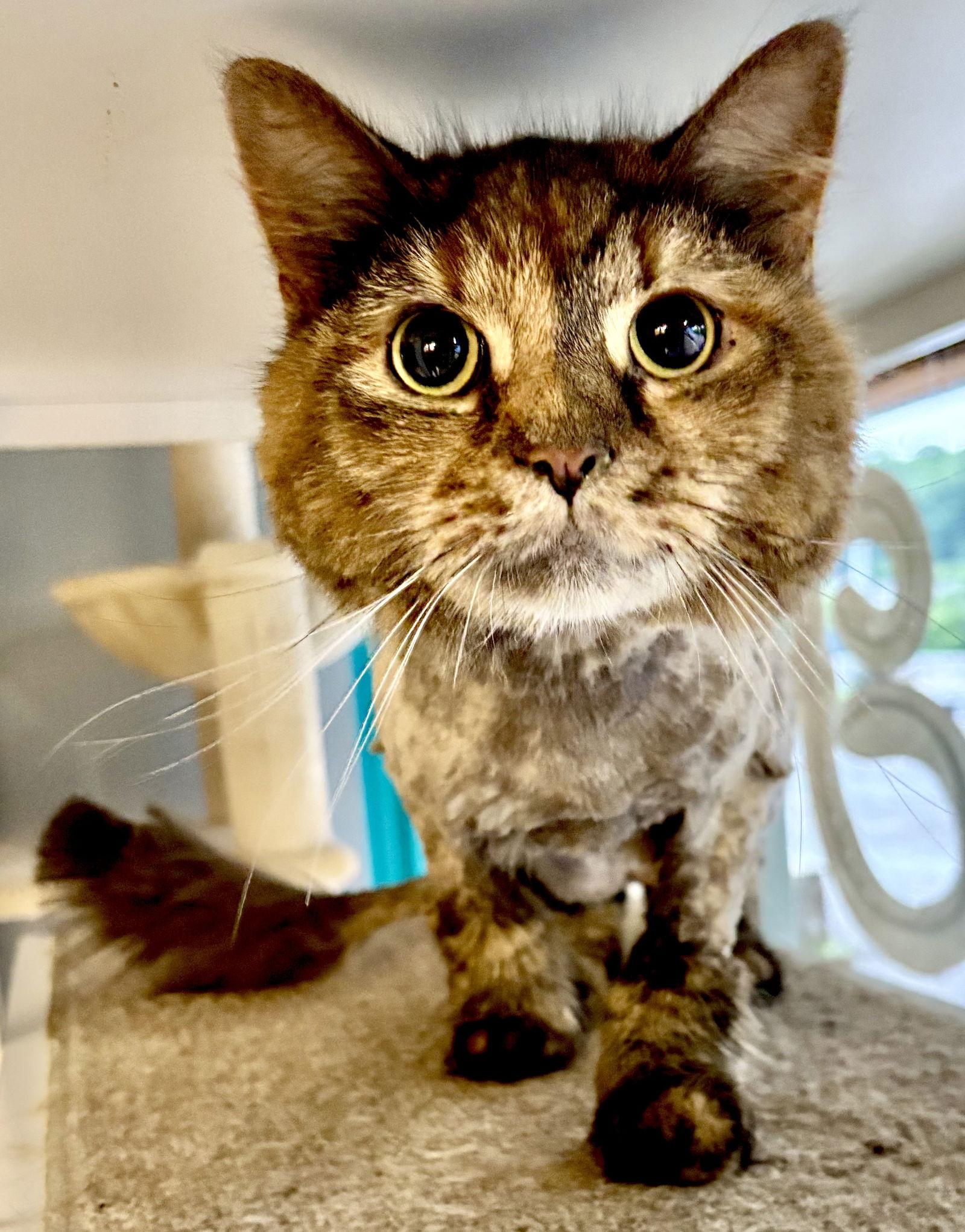 Enlarge Kayak, a Adoptable Domestic Long Hair in Pittsburgh, PA image 2/3