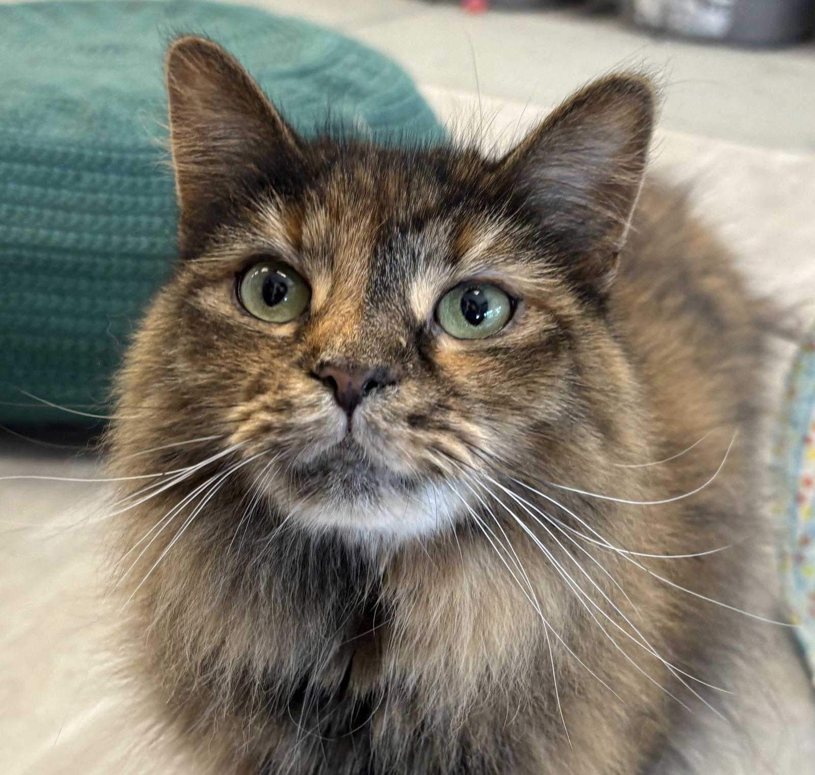 Enlarge Kayak, a Adoptable Domestic Long Hair in Pittsburgh, PA image 3/3